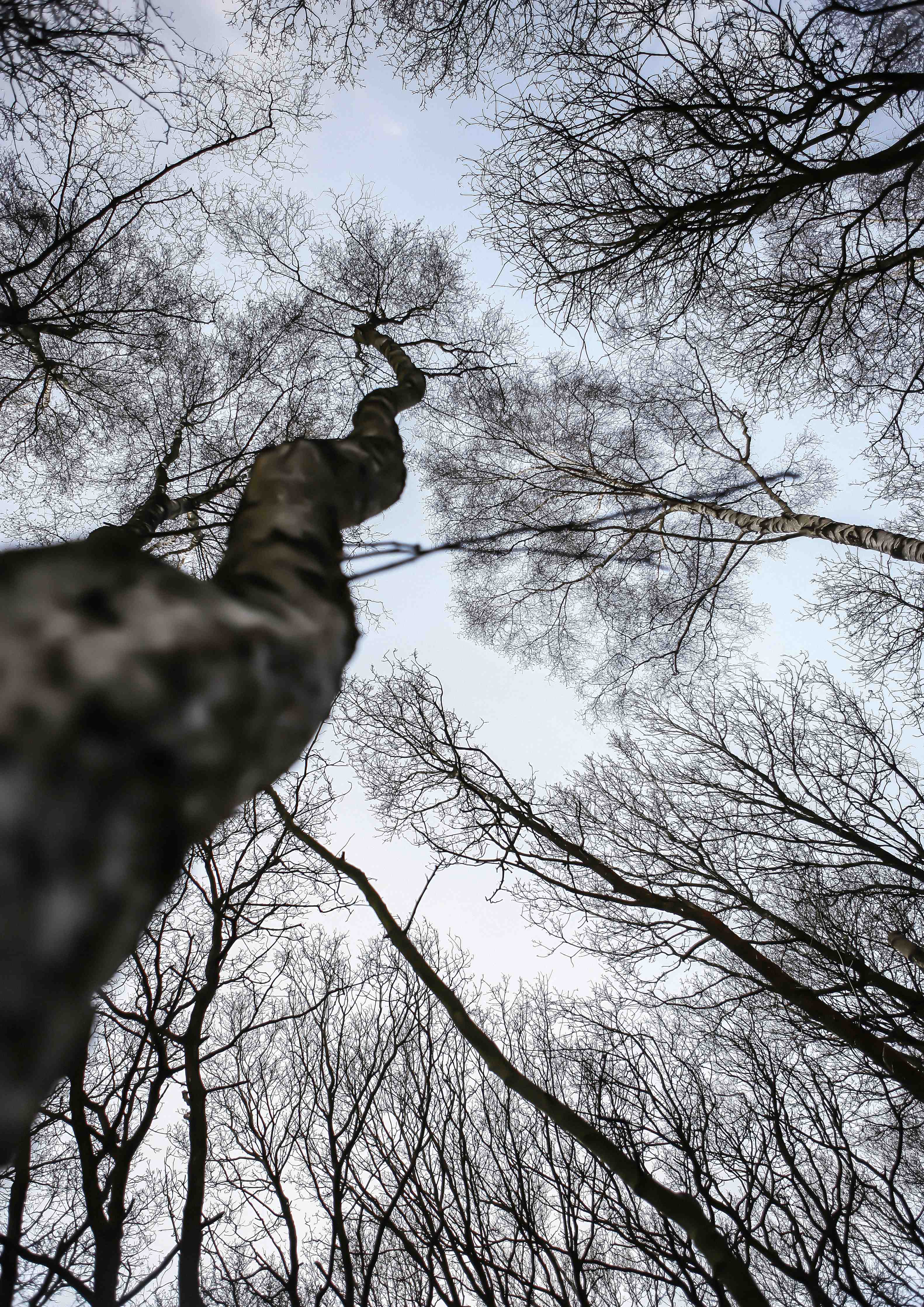 Kinderzimmer Wandgestaltung-Birkenwald im WInter