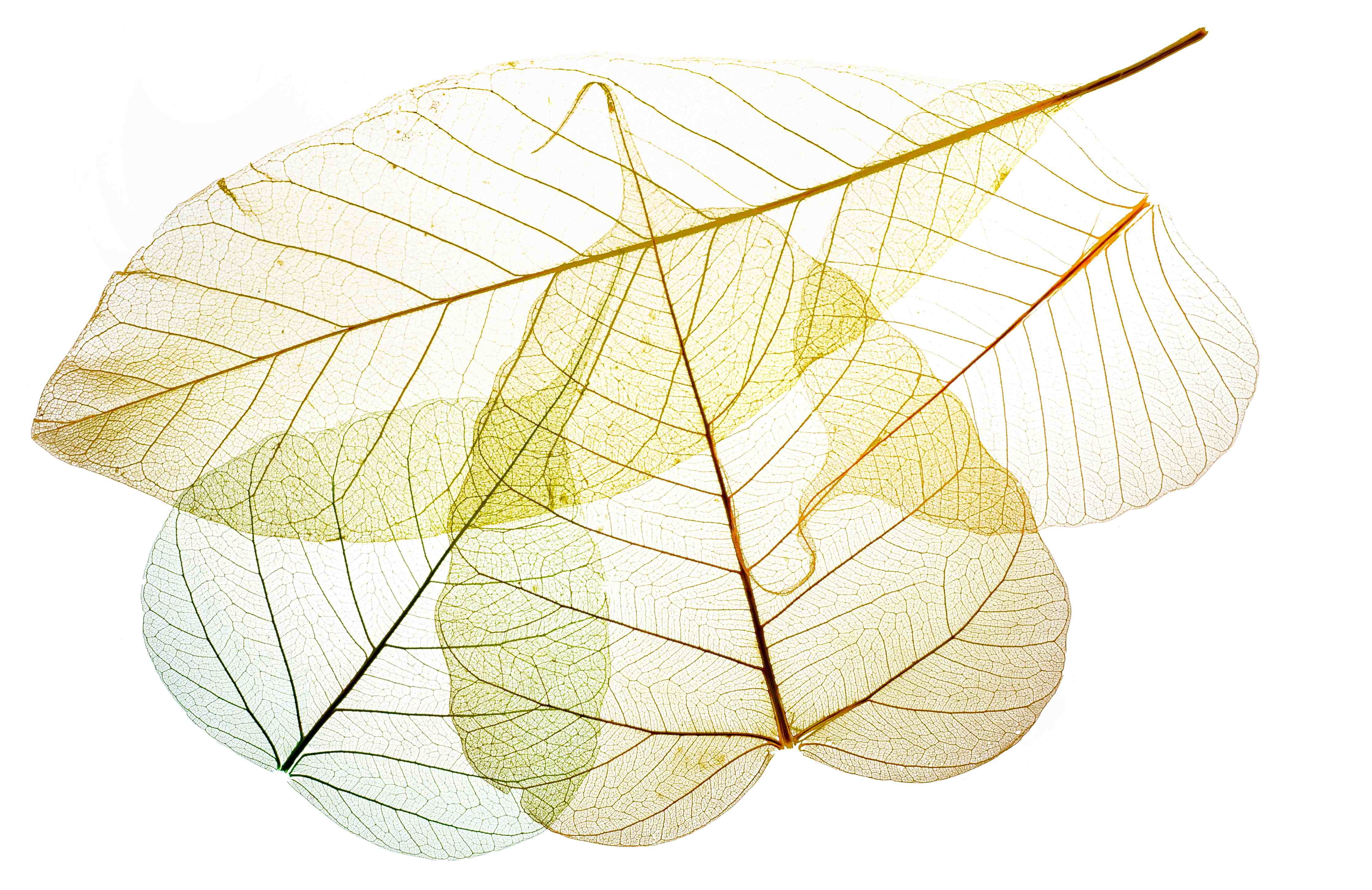 Kinderzimmer Wandgestaltung-Blatt-Textur-Muster 6