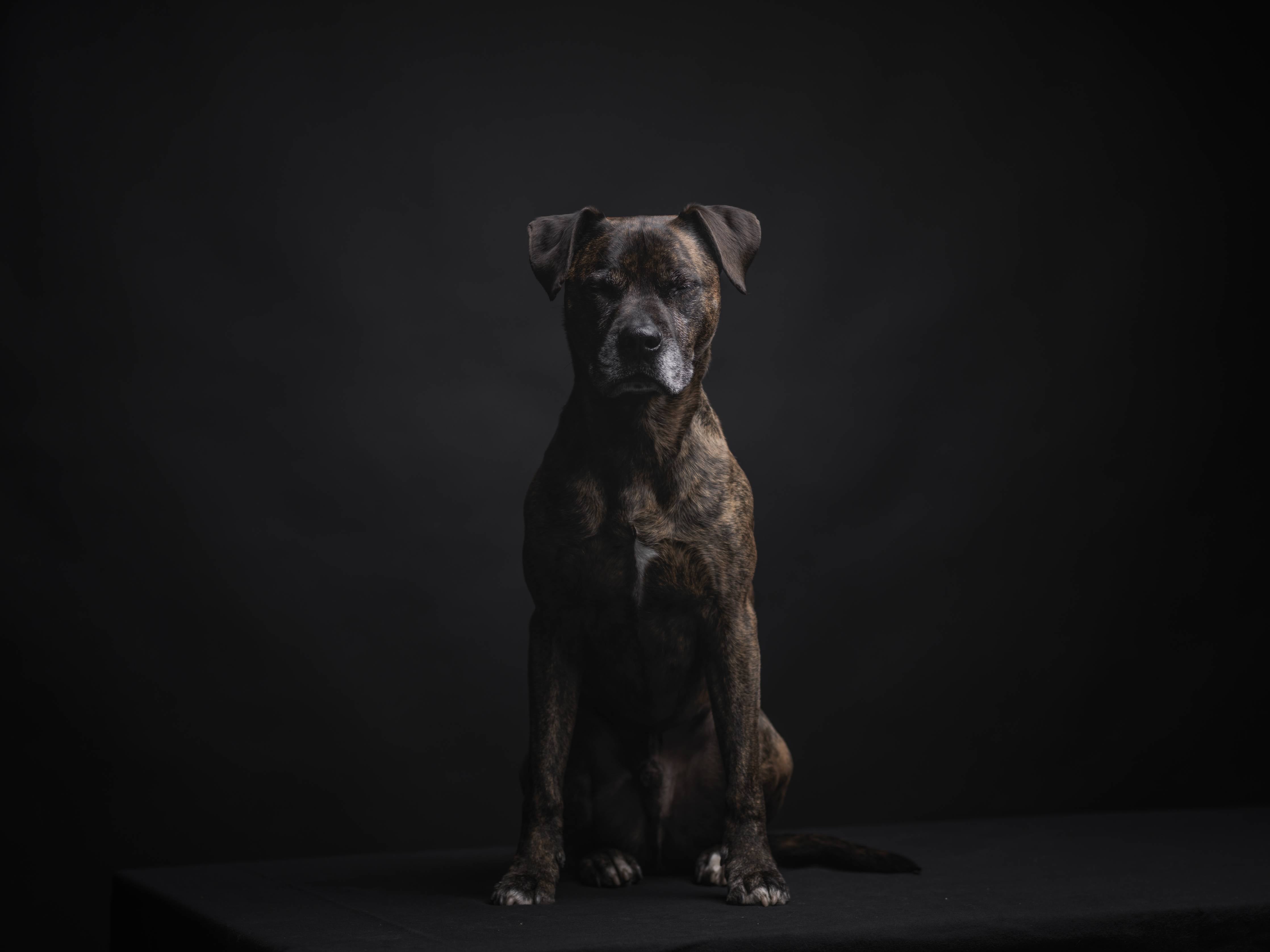 Kinderzimmer Wandgestaltung-Boxer Staffordshire Hund
