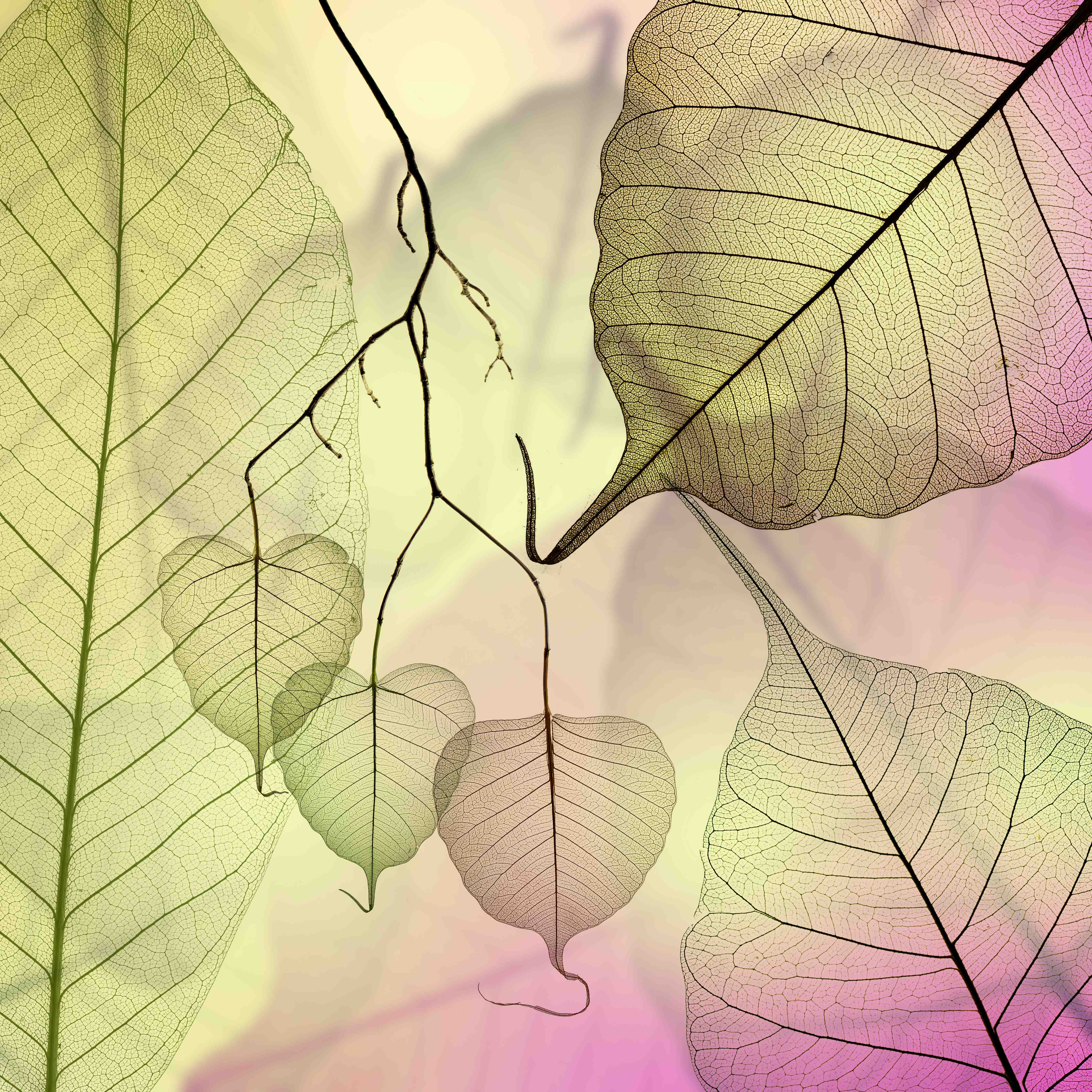 Kinderzimmer Wandgestaltung-Bunt Veinige Blatttextur Makro