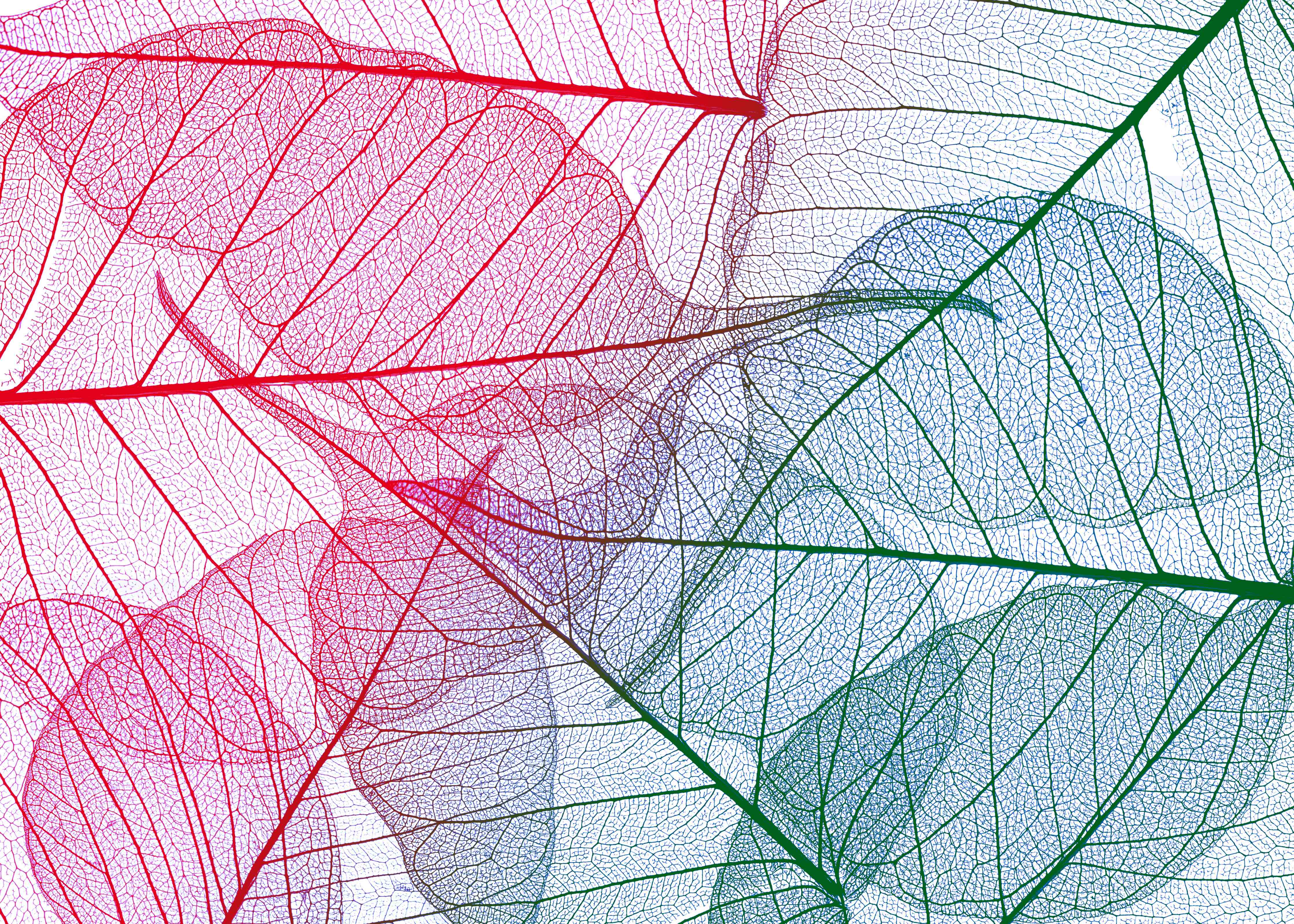 Kinderzimmer Wandgestaltung-Bunte Blattadern Textur