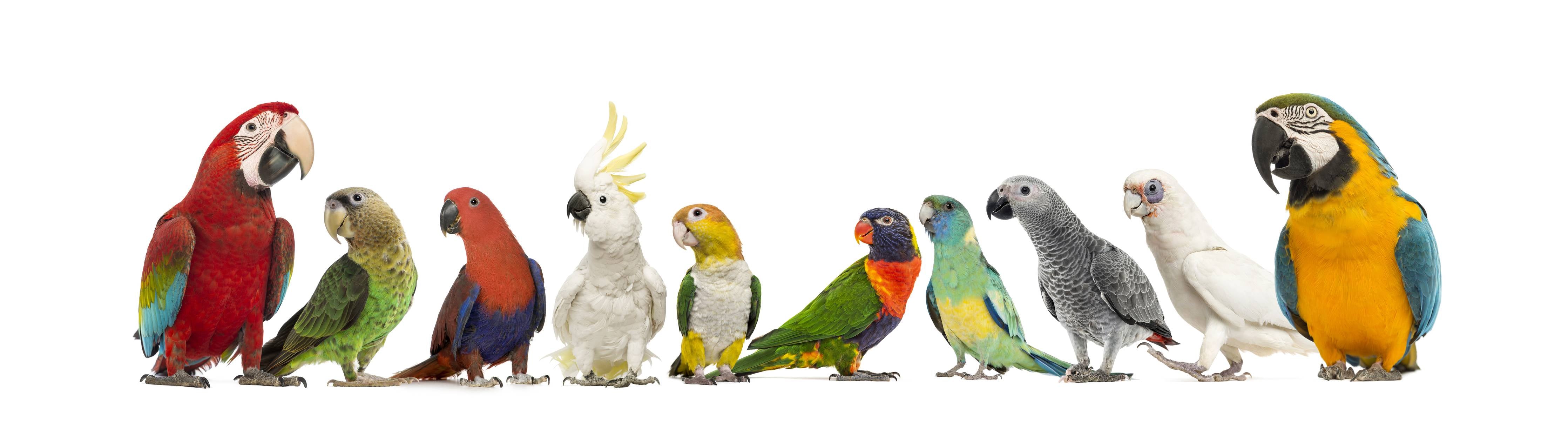 Kinderzimmer Wandgestaltung-Bunte Papageien und Vögel in natürlicher Szenerie