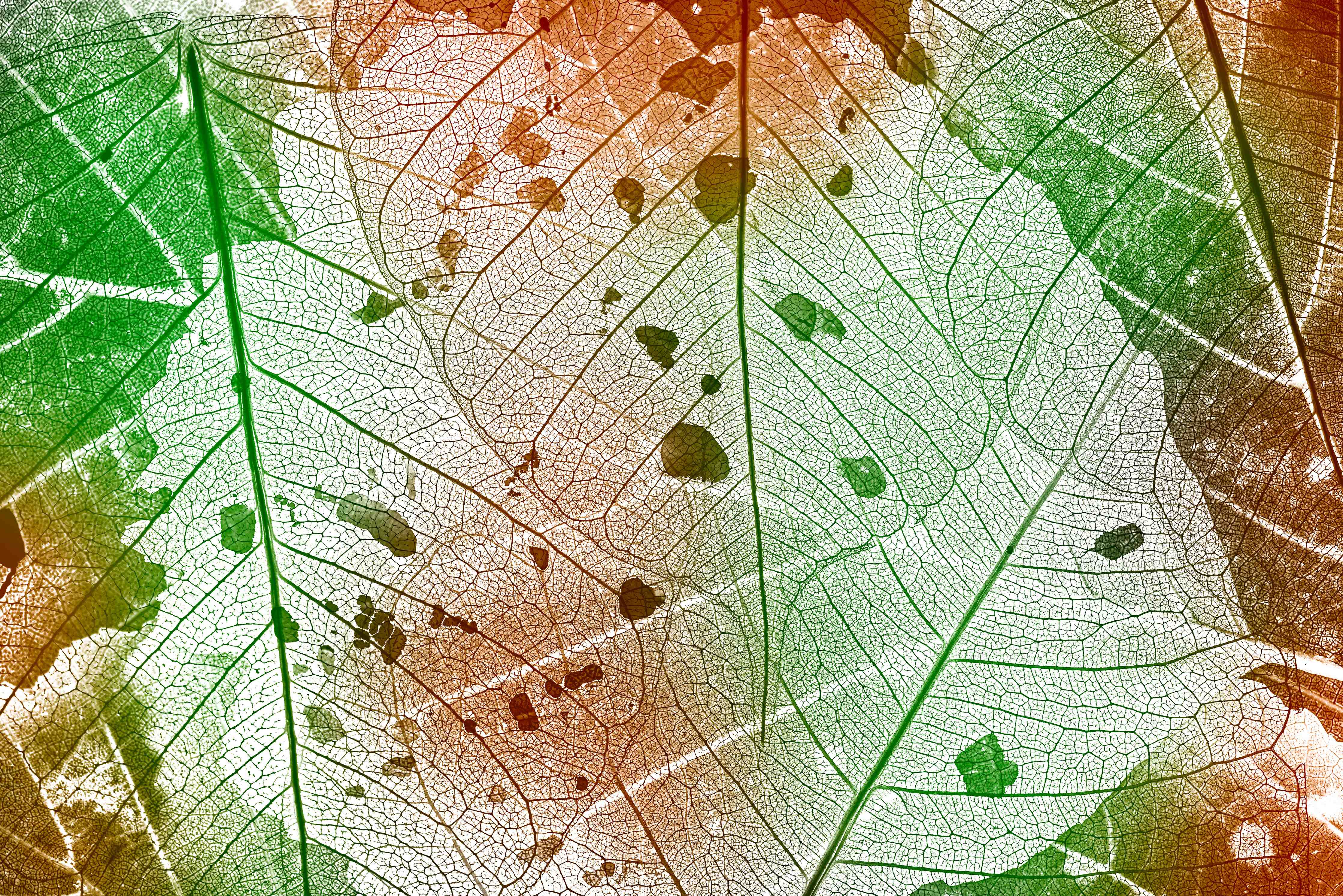 Kinderzimmer Wandgestaltung-Buntes Laub Texturen Bild