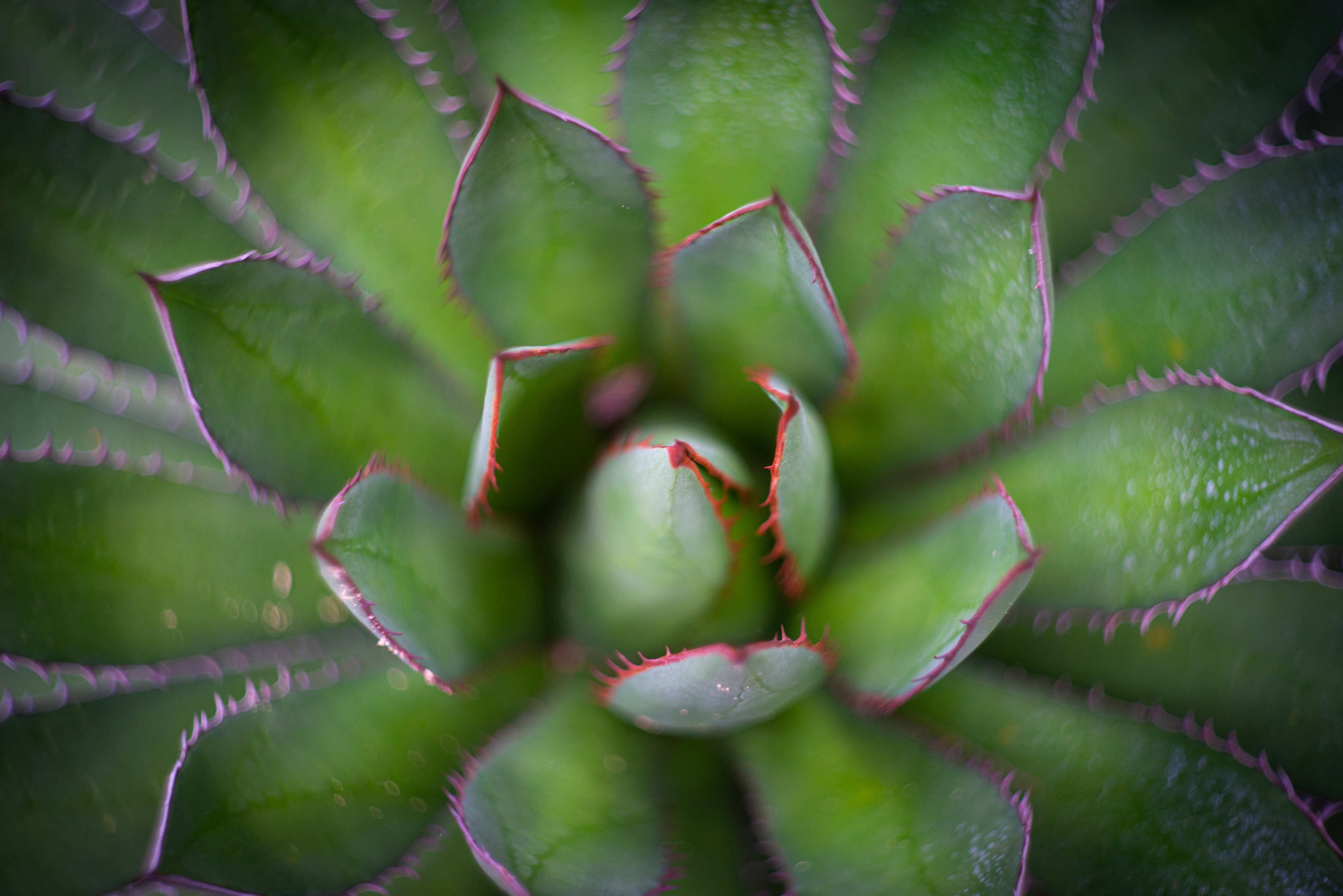 Kinderzimmer Wandgestaltung-Detailreiche Grüne Agave Pflanze