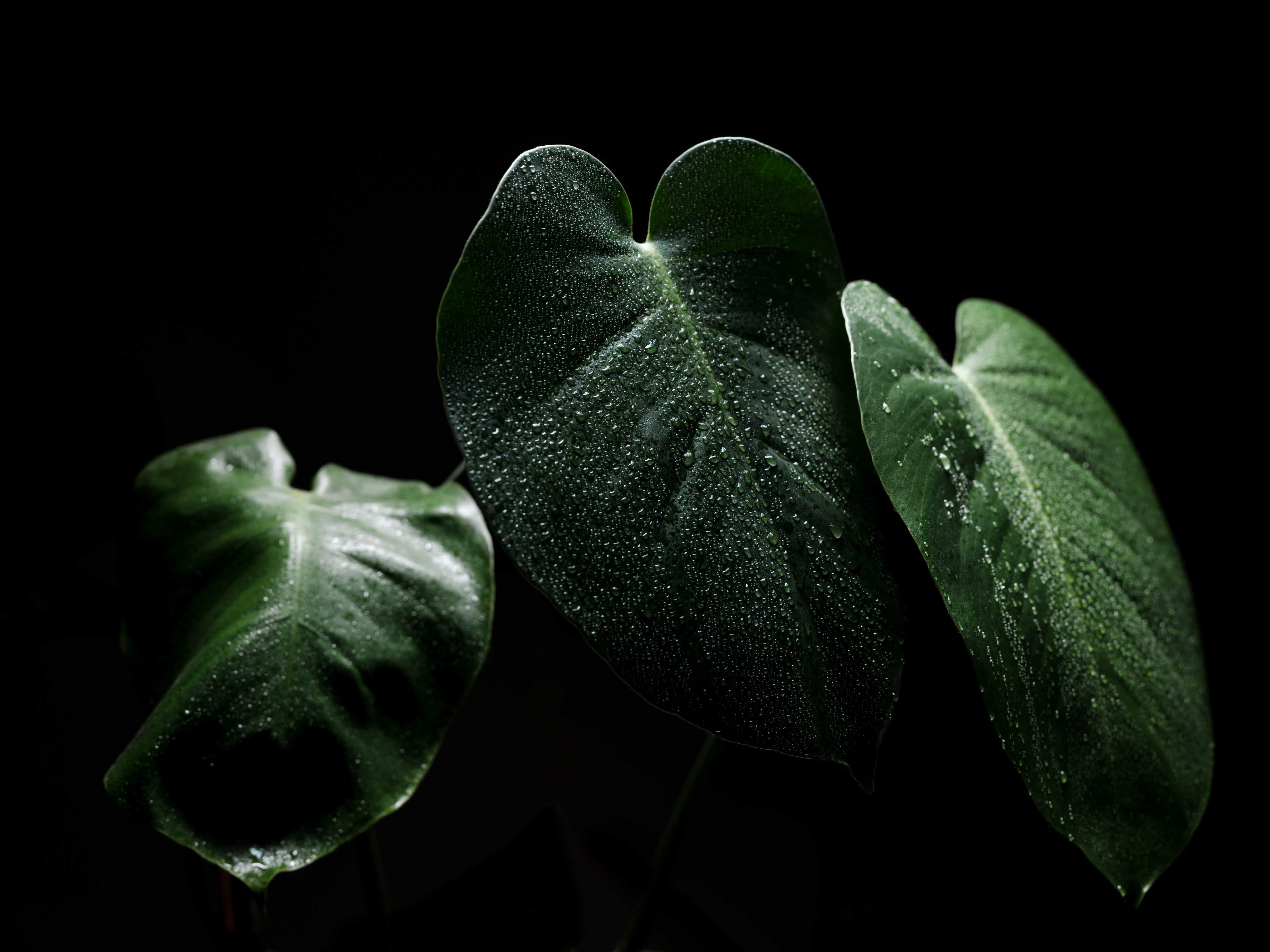 Kinderzimmer Wandgestaltung-Dunkle Monstera Blatt Fotografie