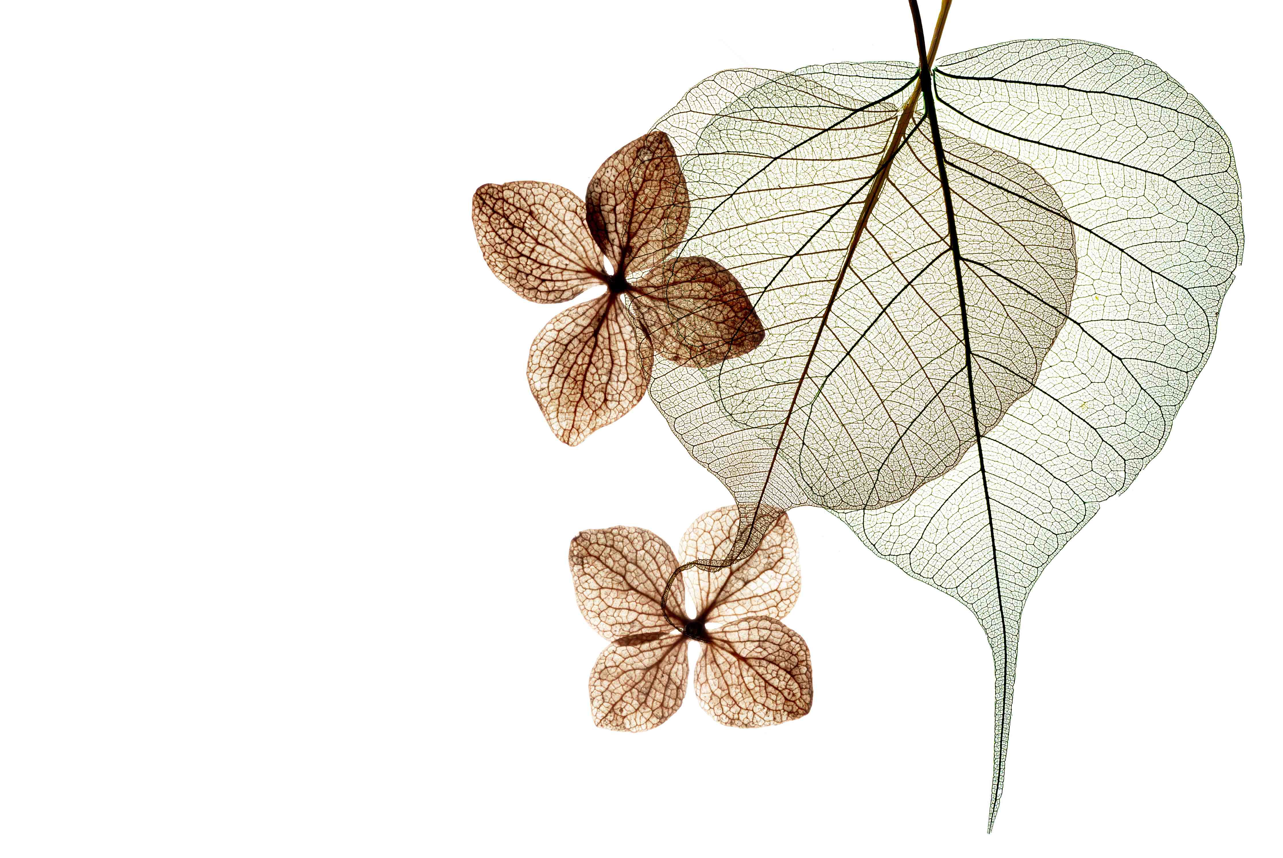 Kinderzimmer Wandgestaltung-Elegante Blattadern in Weiß-Grau