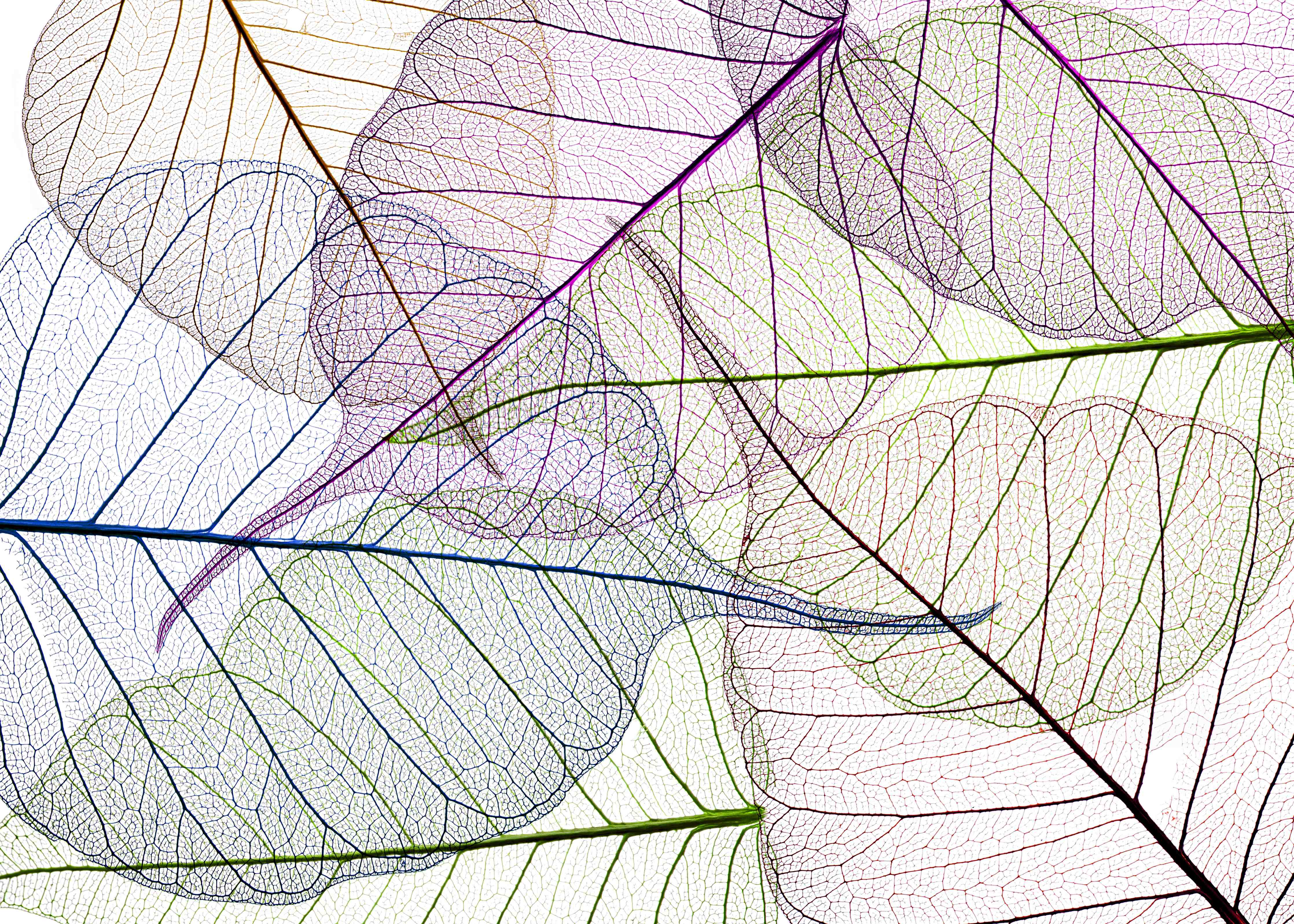 Kinderzimmer Wandgestaltung-Farbenfrohe Blätter auf Weiß