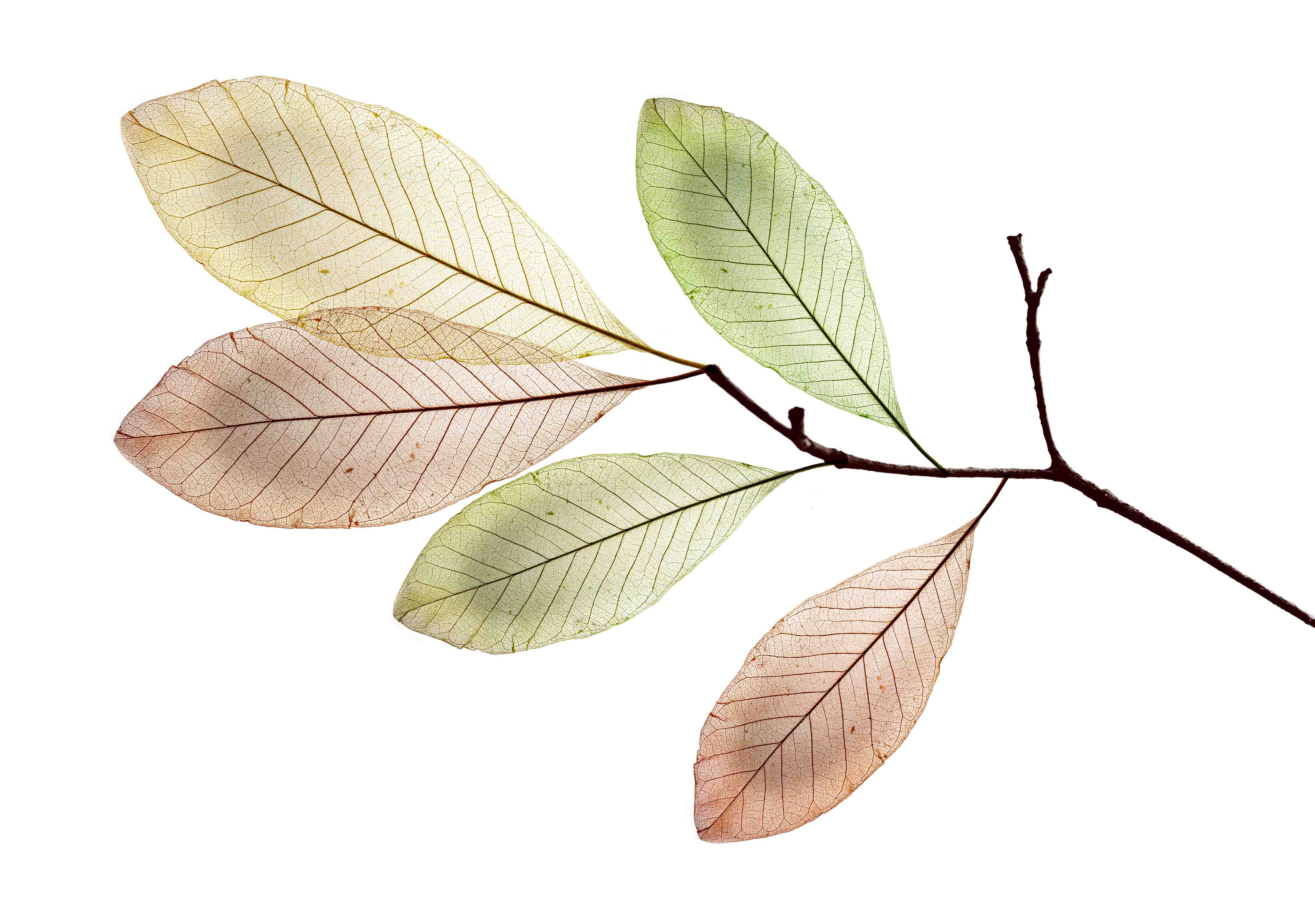 Kinderzimmer Wandgestaltung-Fein-texturierte Blattadern Natur