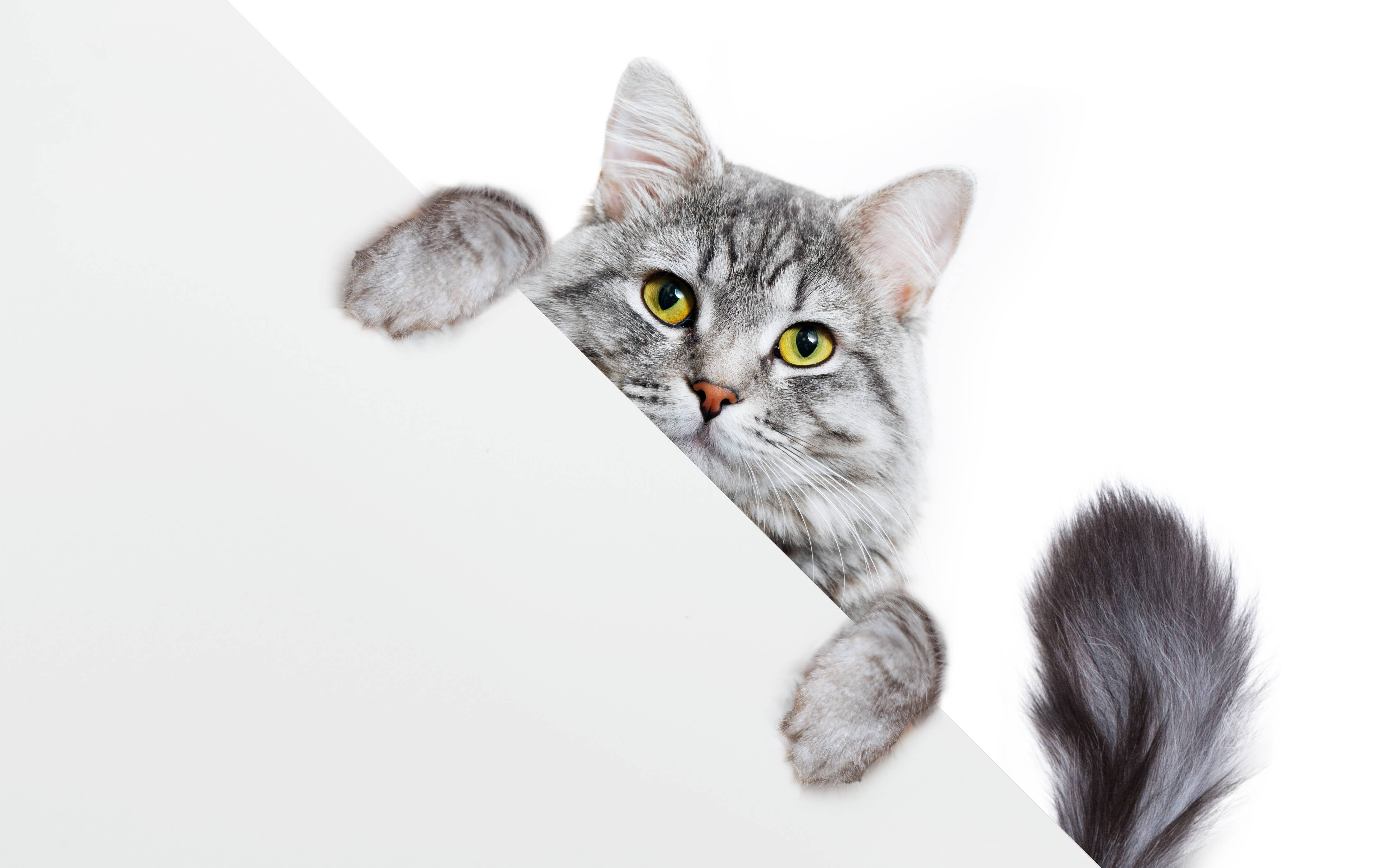 Kinderzimmer Wandgestaltung-Getigertes Kätzchen