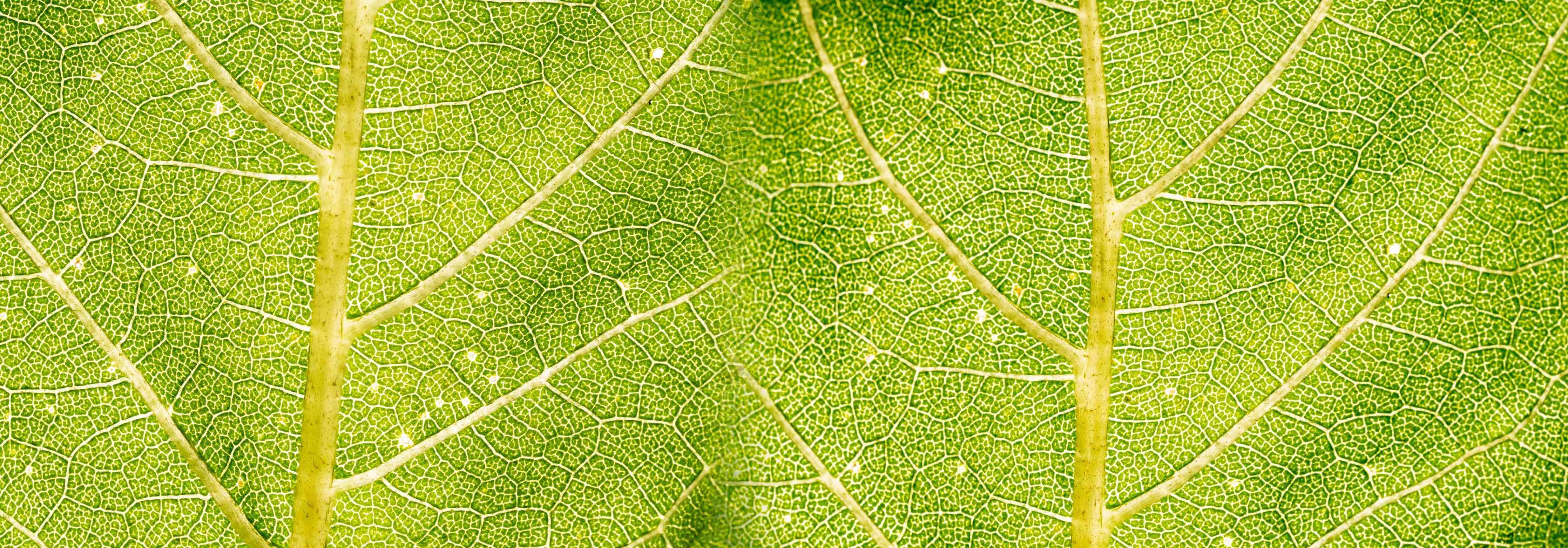 Kinderzimmer Wandgestaltung-Grüne Blätterstrukturen in Nahaufnahme