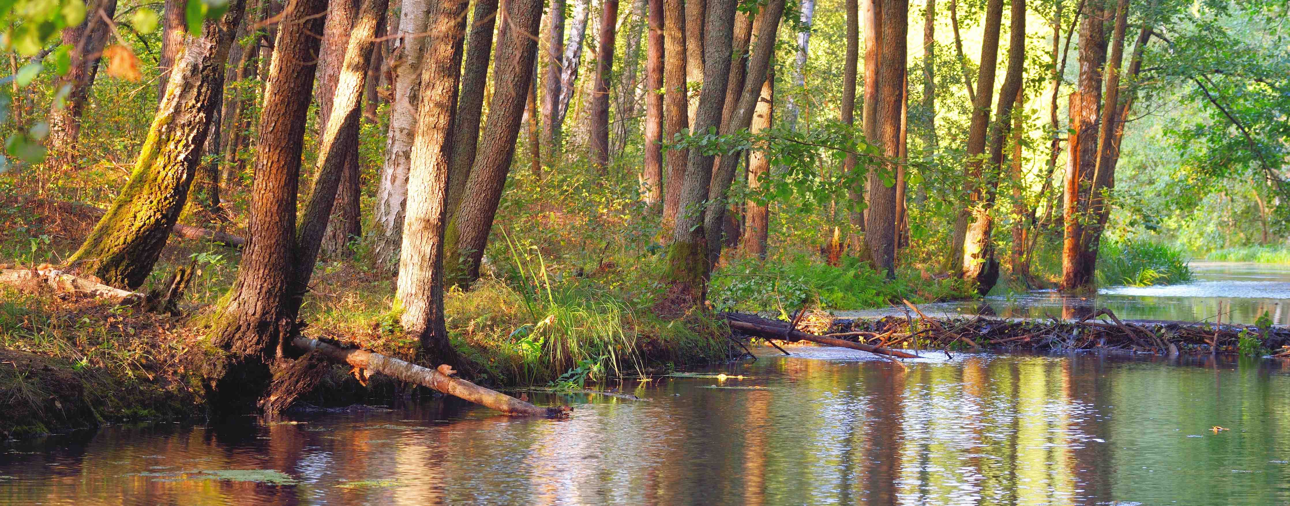 Kinderzimmer Wandgestaltung-Idyllischer Fluss im Wald bei Sonnenlicht