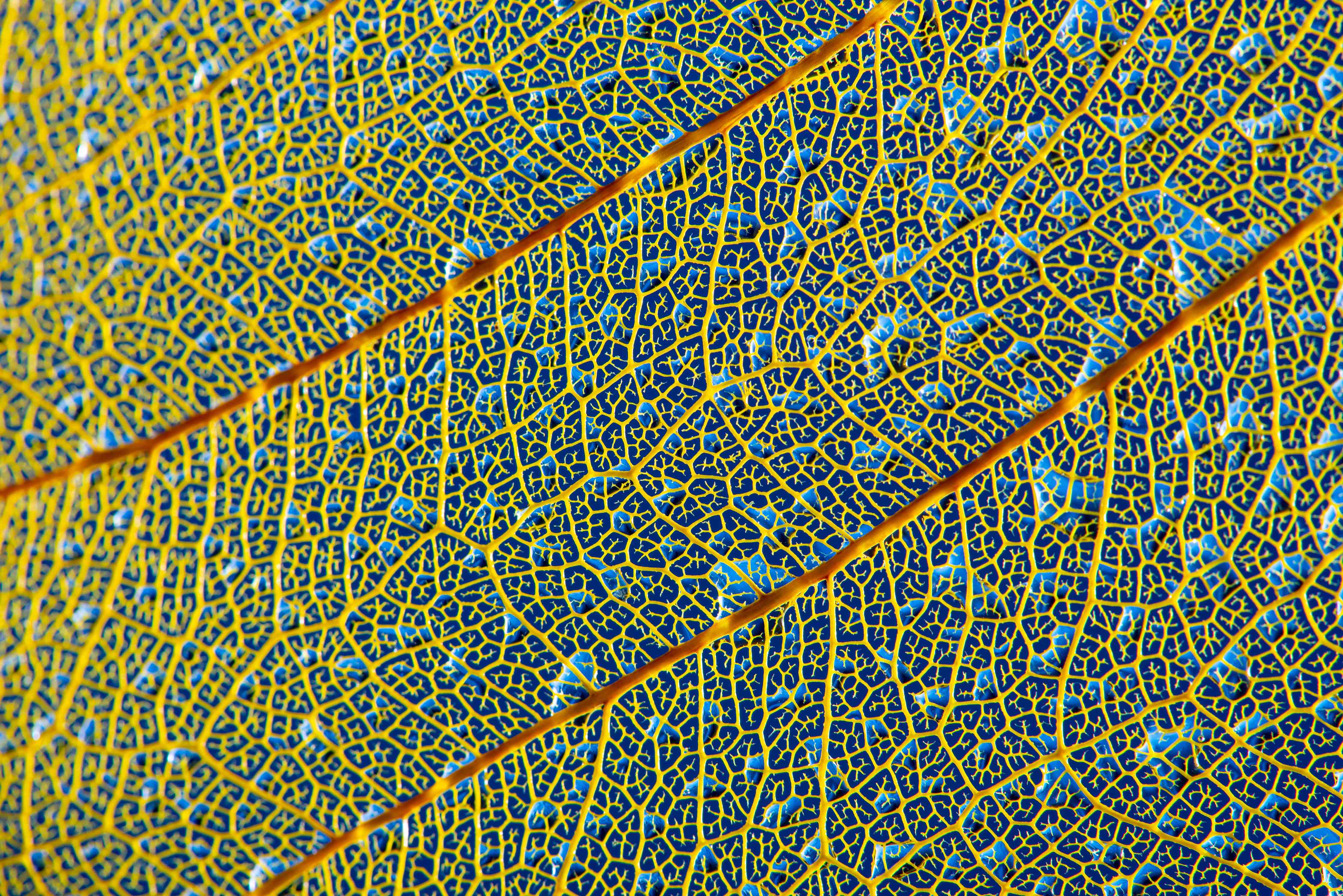 Kinderzimmer Wandgestaltung-Leuchtend Gelbes Blattadern Makro