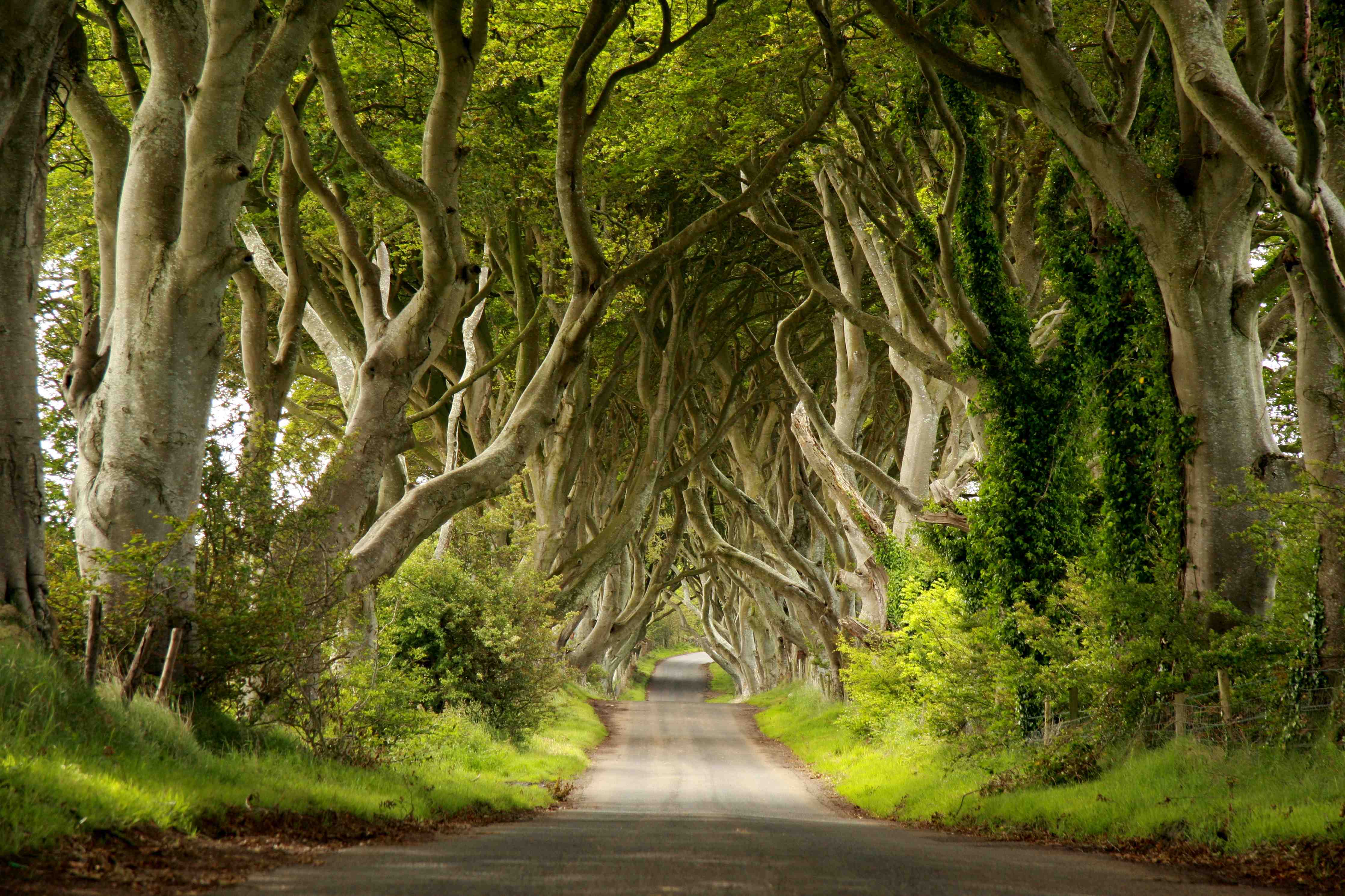 Kinderzimmer Wandgestaltung-Majestätischer Baumtunnel