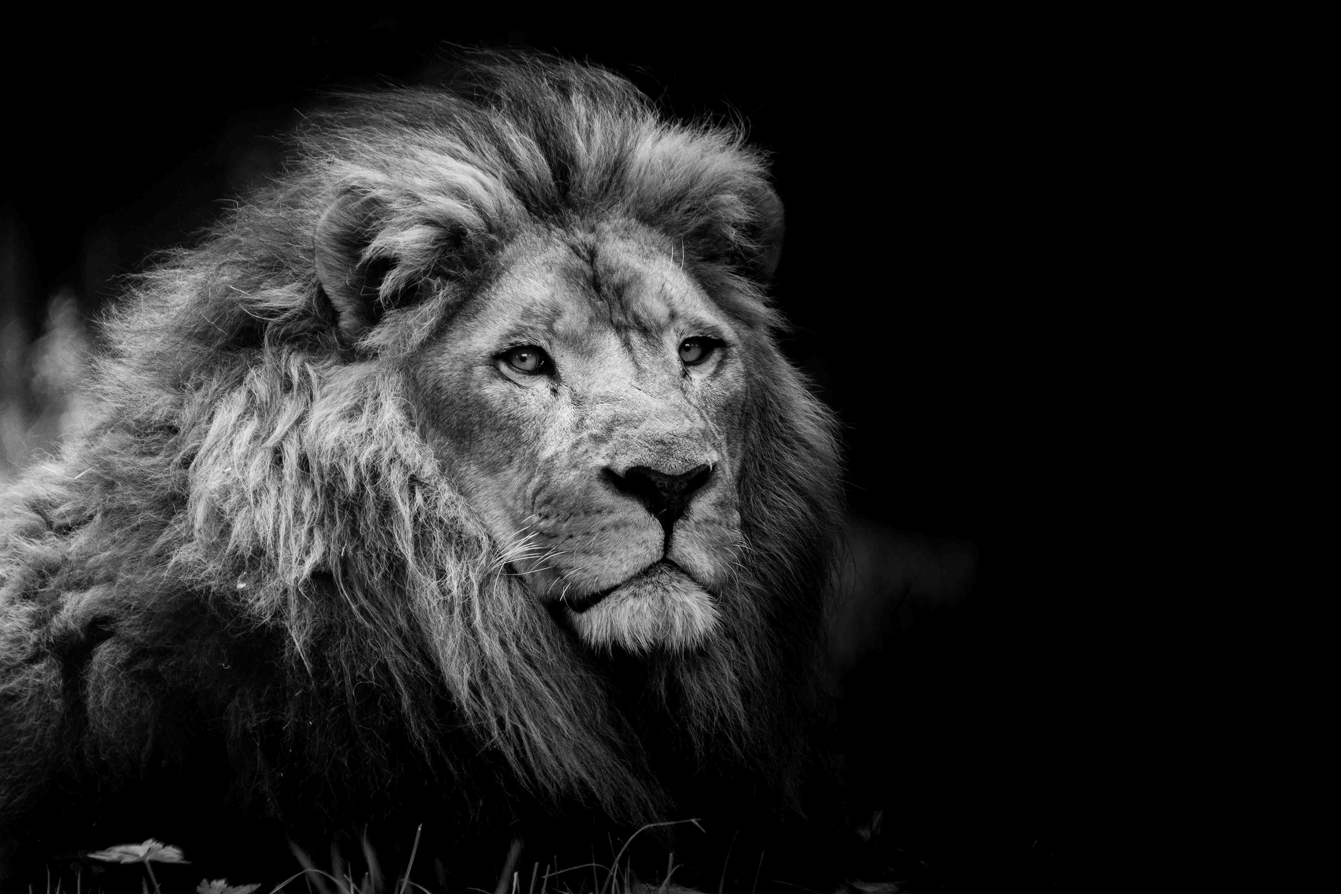 Kinderzimmer Wandgestaltung-Majestätischer Löwe in Schwarz-Weiß