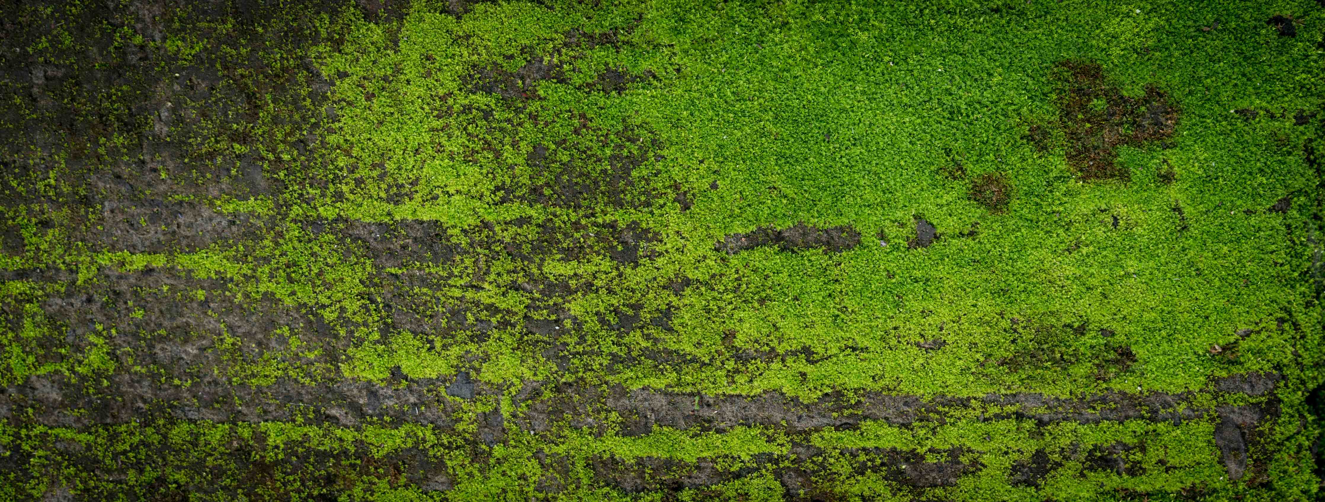 Kinderzimmer Wandgestaltung-Moosgrün Grunge Textur Banner