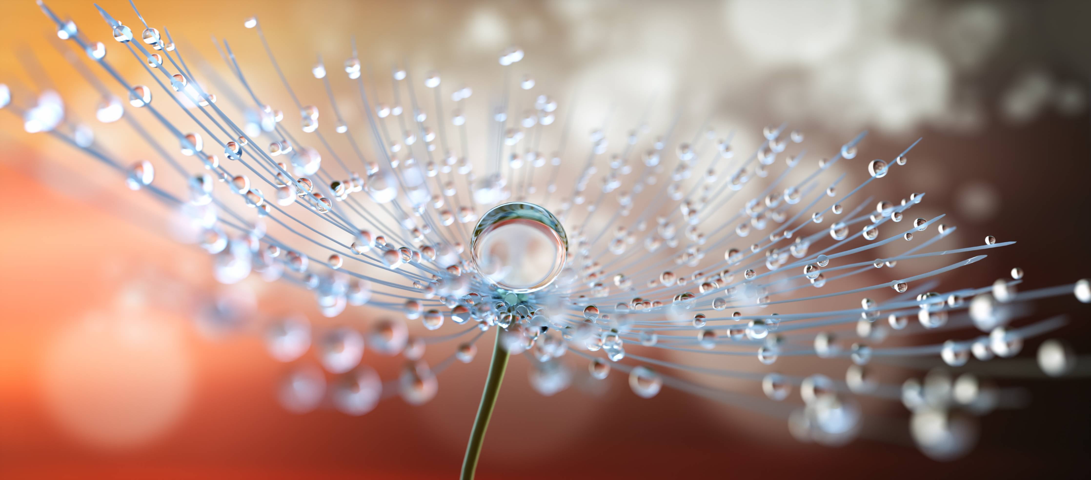 Kinderzimmer Wandgestaltung-Pusteblume mit Tautropfen bei Abendlicht