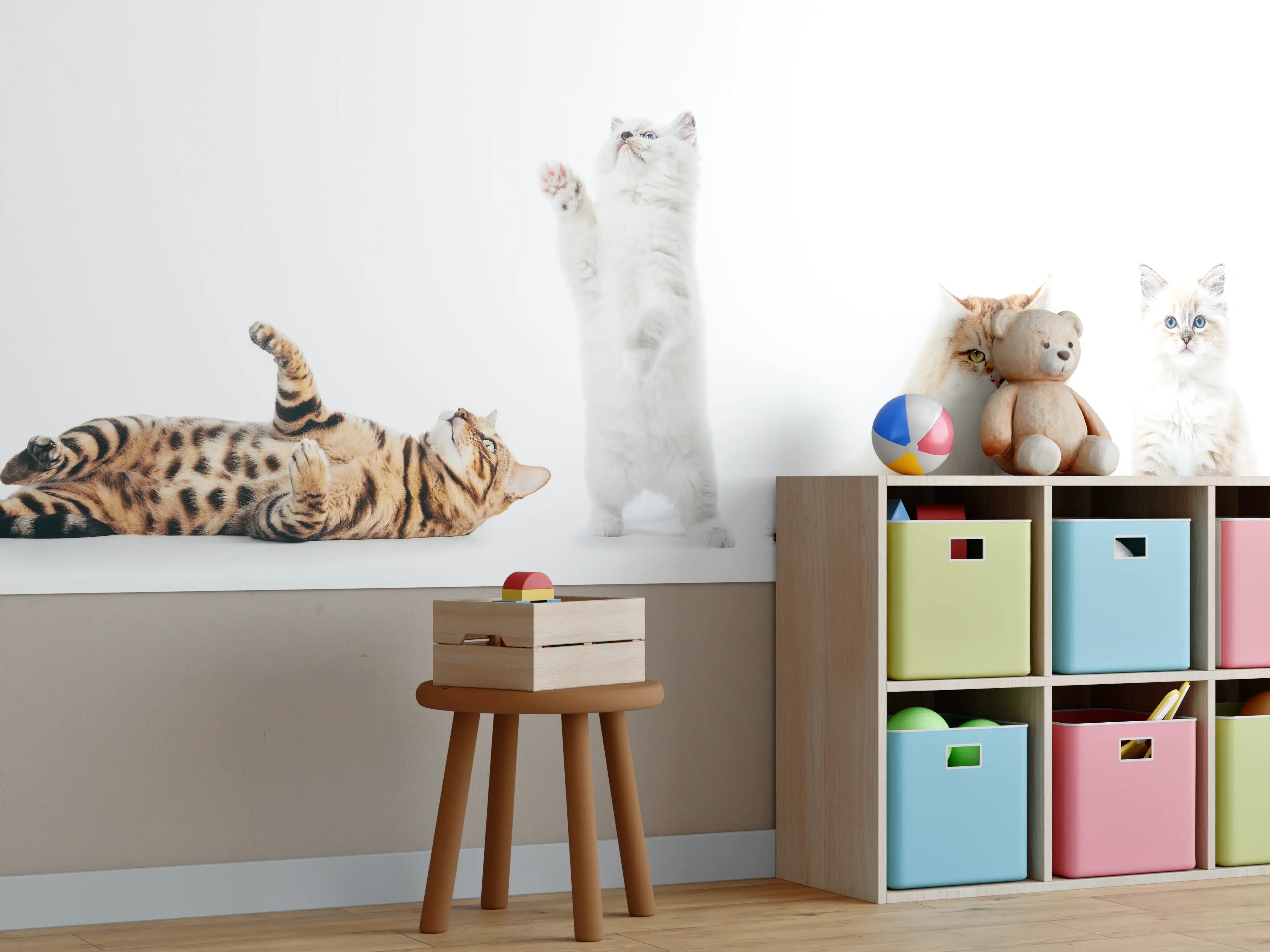 Kinderzimmer Wandgestaltung - Reinrassige Katzen Weiß-Sammlung