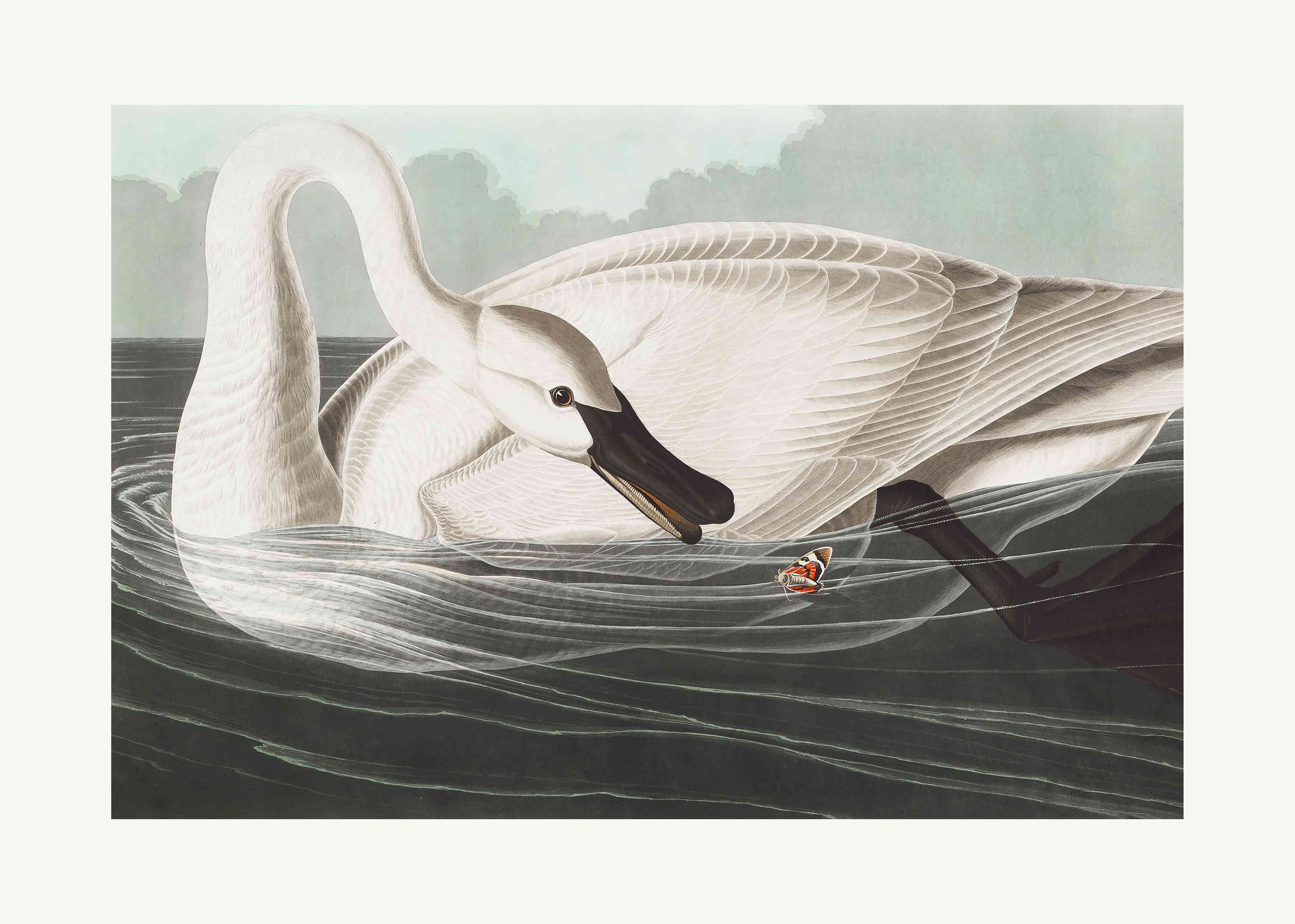 Kinderzimmer Wandgestaltung-Schneeweißer Schwan - John James Audubon