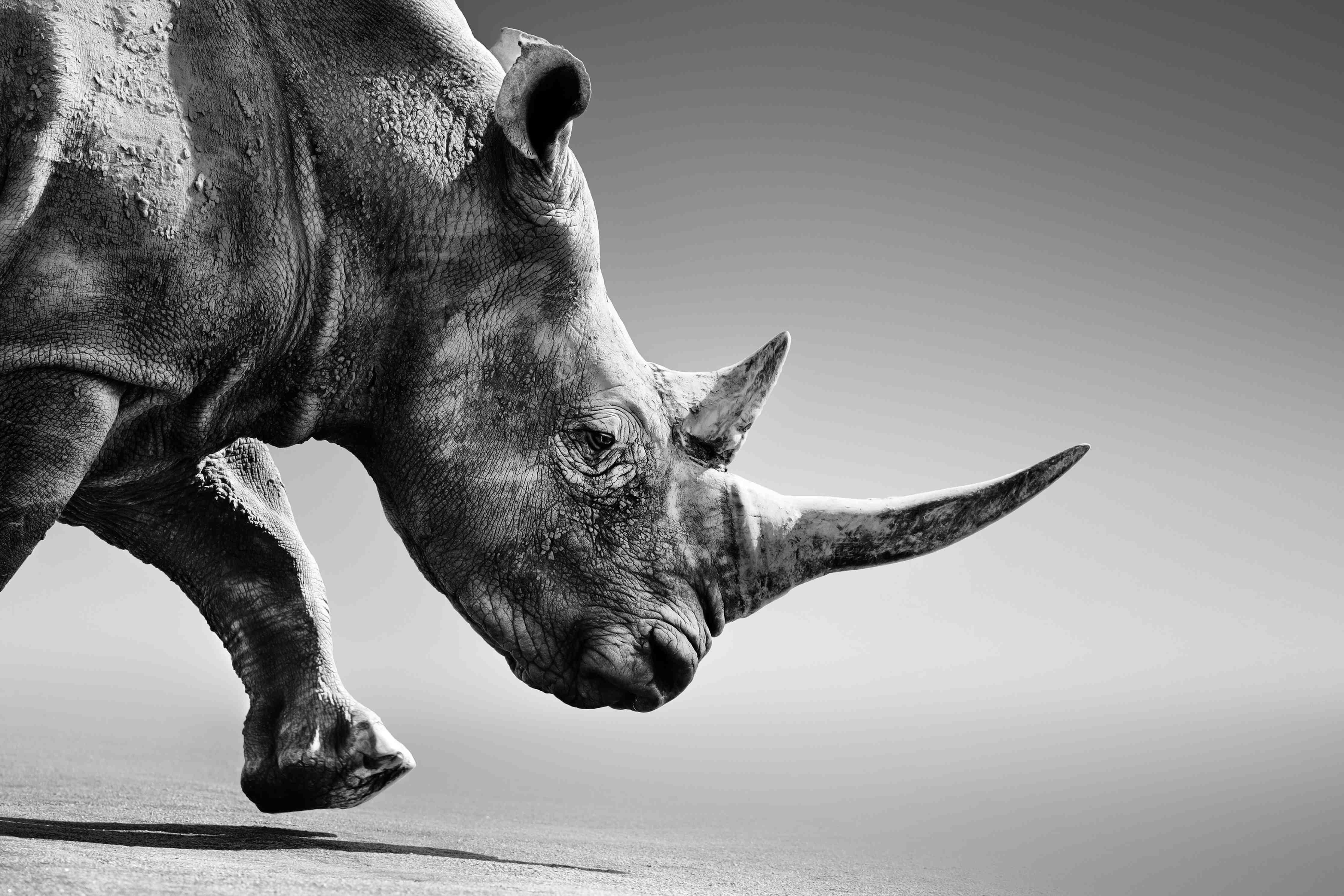 Kinderzimmer Wandgestaltung-Schwarz-Weiß-Rhino in Nahaufnahme