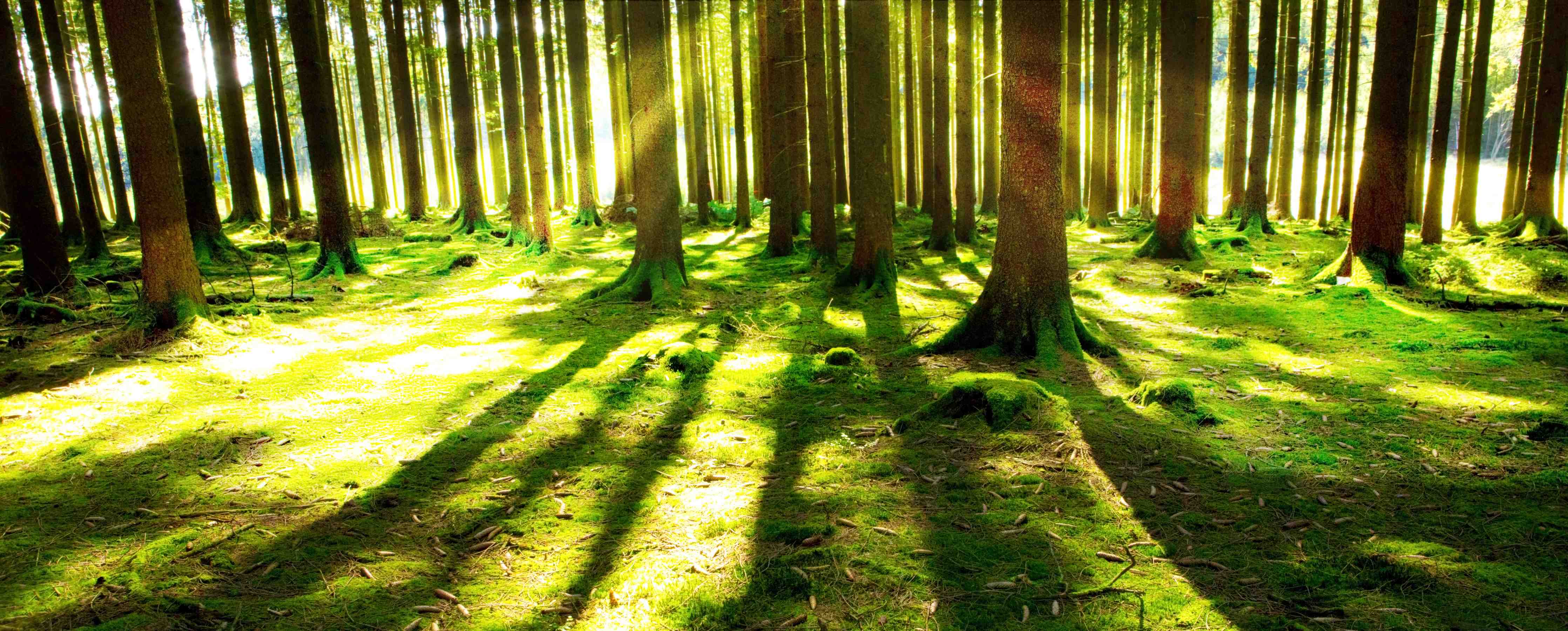 Kinderzimmer Wandgestaltung-Sonnendurchfluteter Wald mit langen Schatten