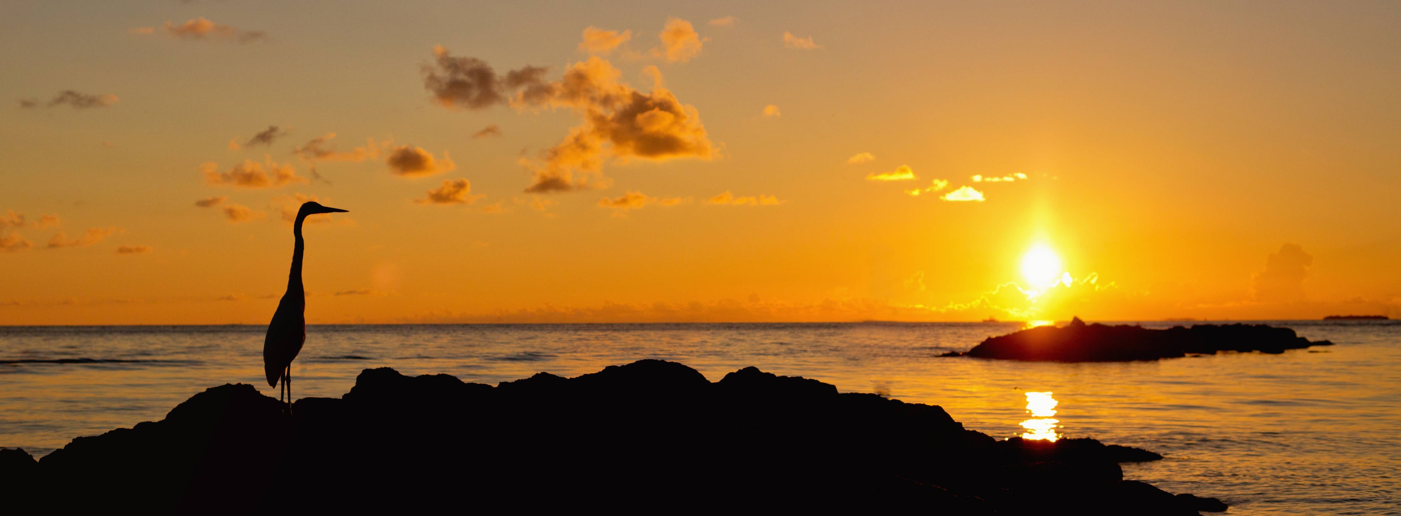 Kinderzimmer Wandgestaltung-Sonnenuntergang am Meer mit Vogel-Silhouette