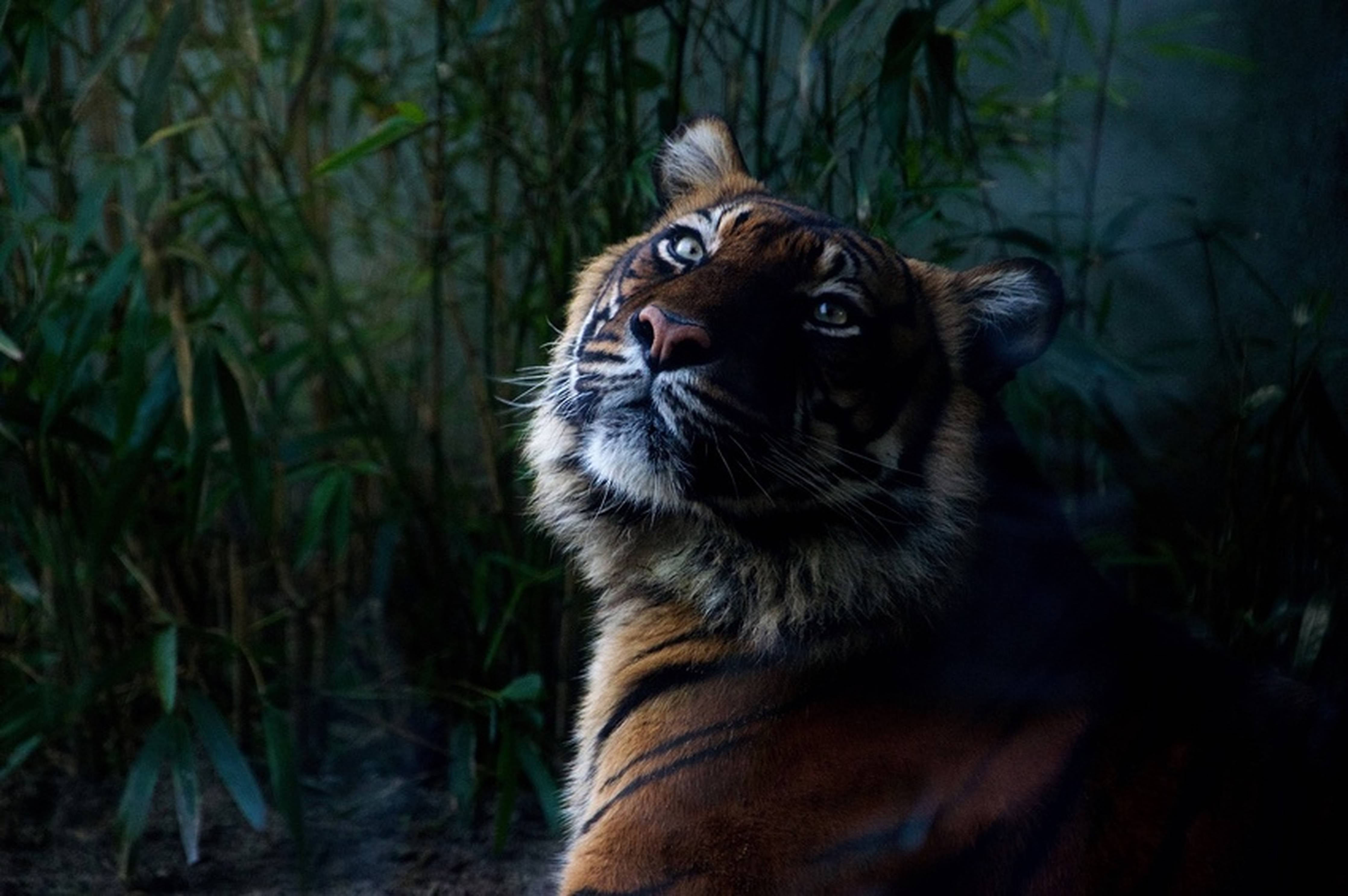Kinderzimmer Wandgestaltung-Tiger in dunkler Naturaufnahme