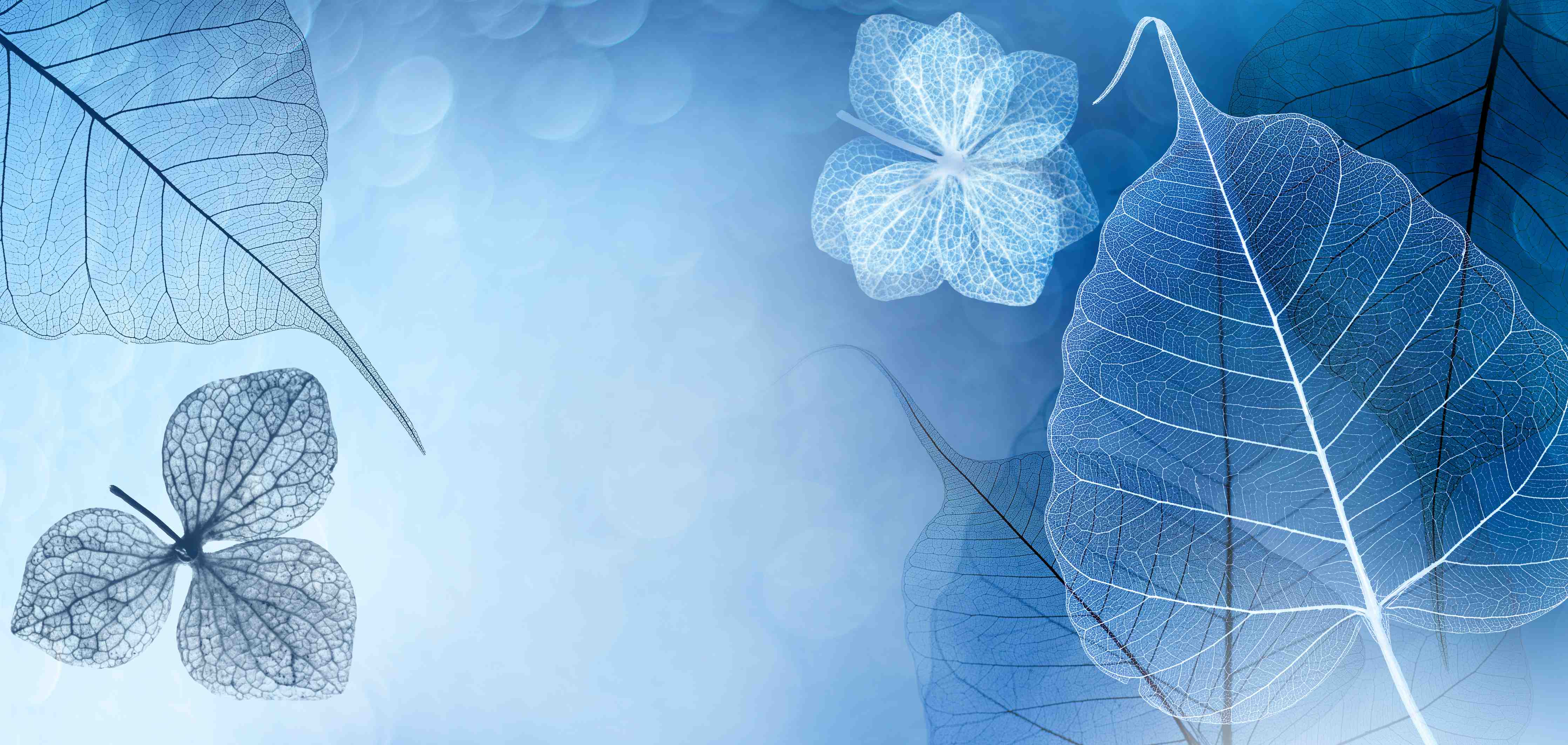 Kinderzimmer Wandgestaltung-Transluzente Blattadern Makrofotografie