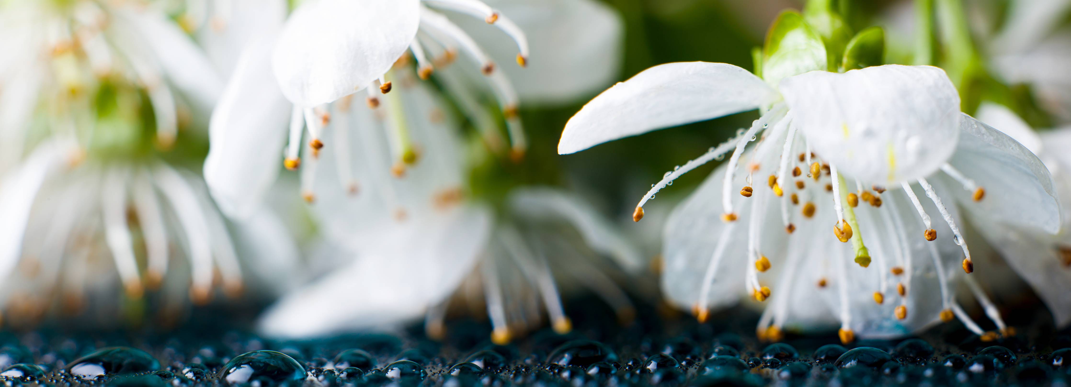 Kinderzimmer Wandgestaltung-Weiße blühende Frühlingsblumen