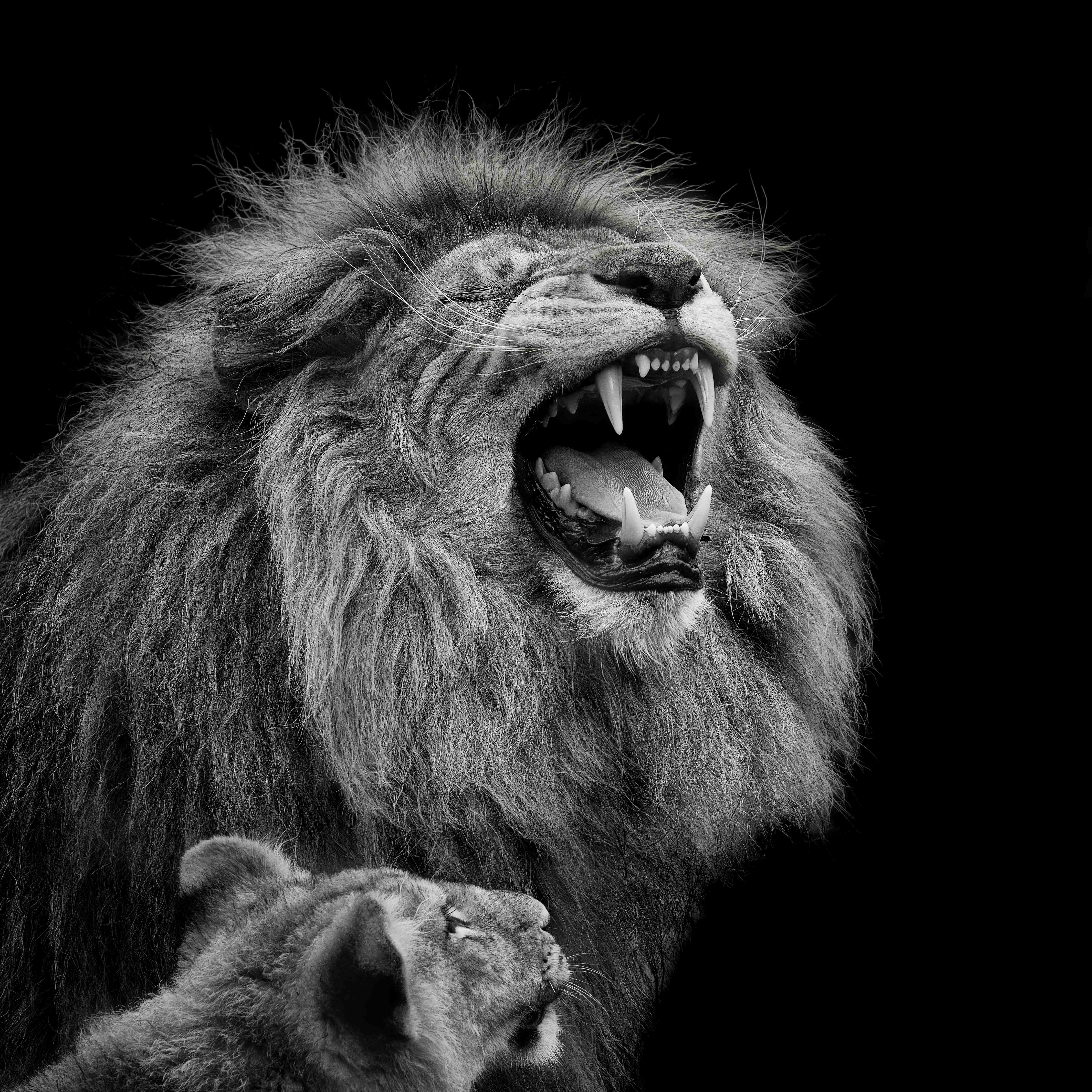 Kinderzimmer Wandgestaltung-Wildtiere auf schwarzem Hintergrund