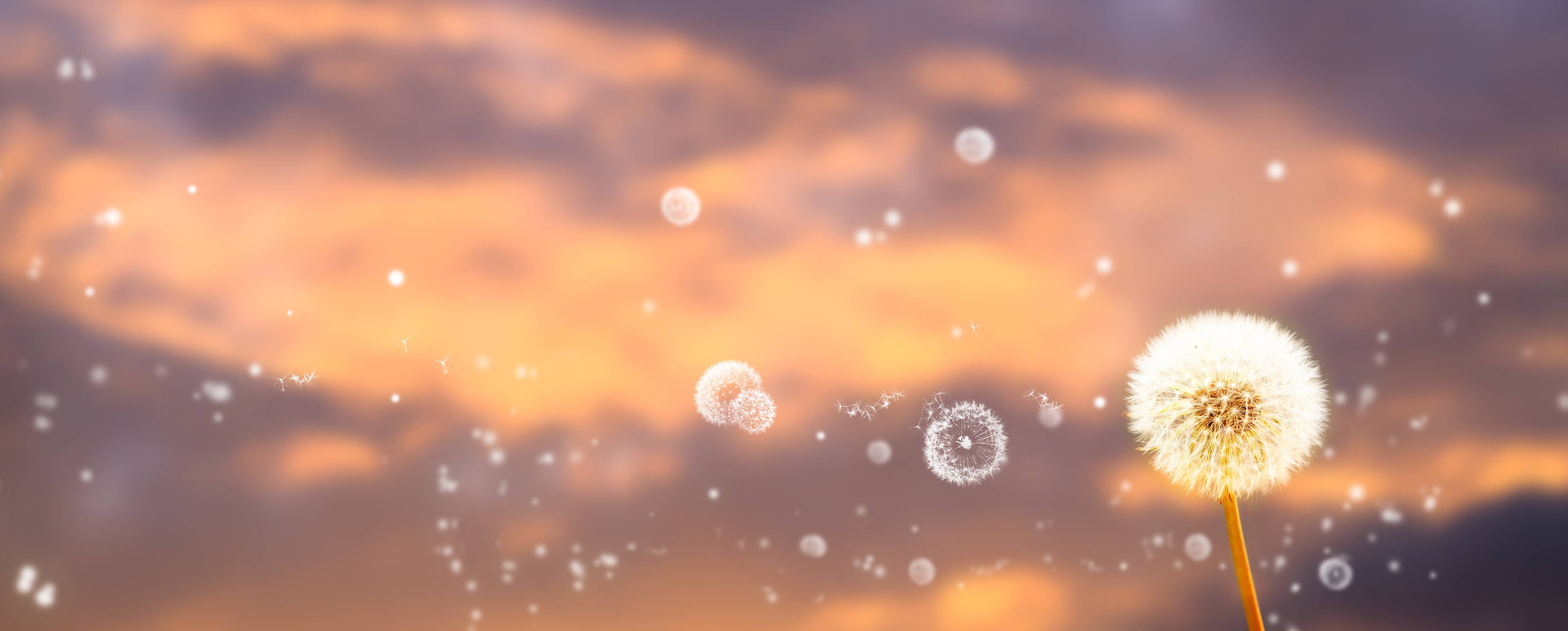 Kinderzimmer Wandgestaltung-blütenstaub von pusteblumen in der abendsonne