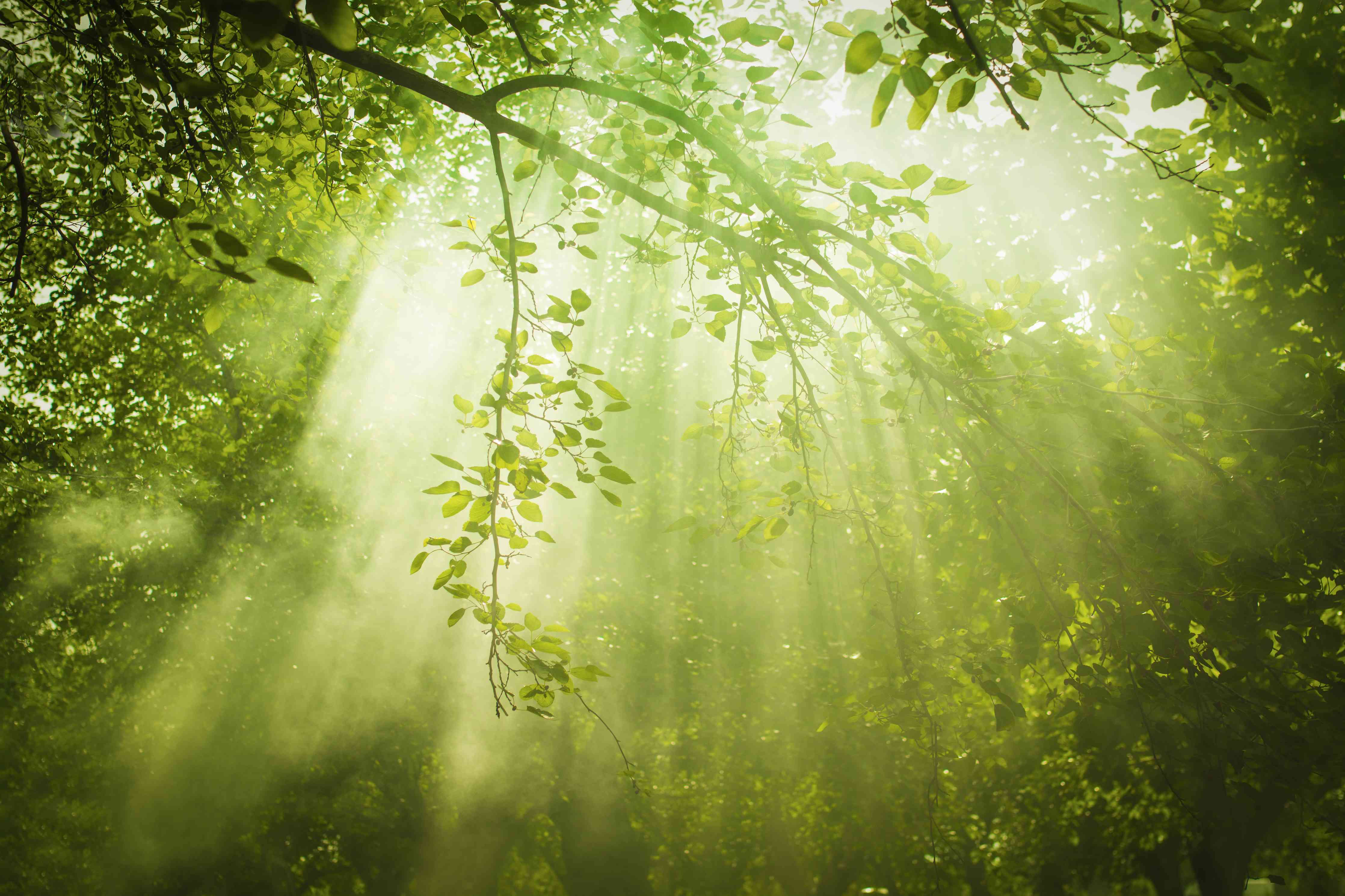 Kinderzimmer Wandgestaltung-mystischer Grüner Wald mit Sonnenstrahl