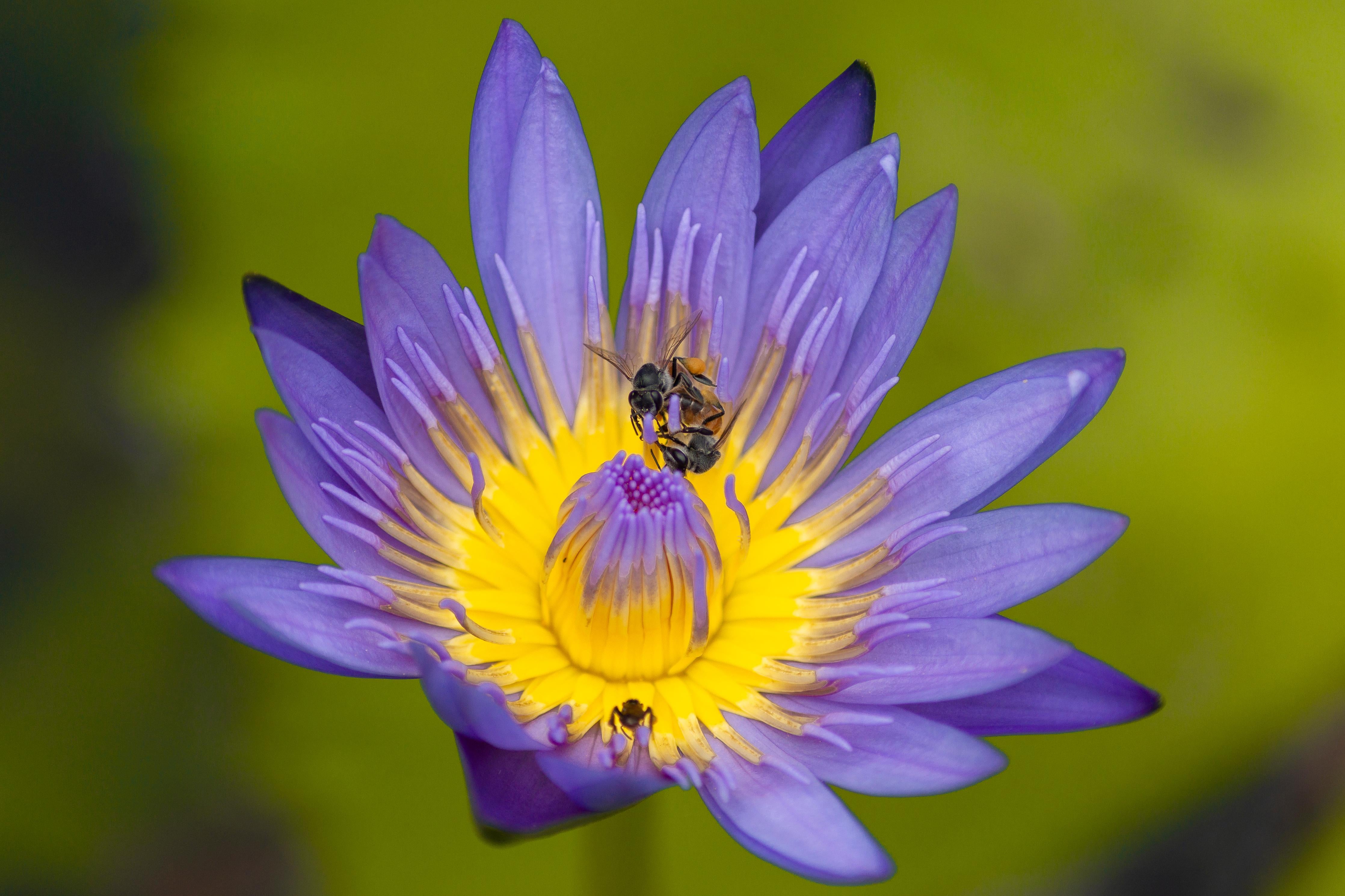 Küchenrückwand-Biene sammelt Nektar