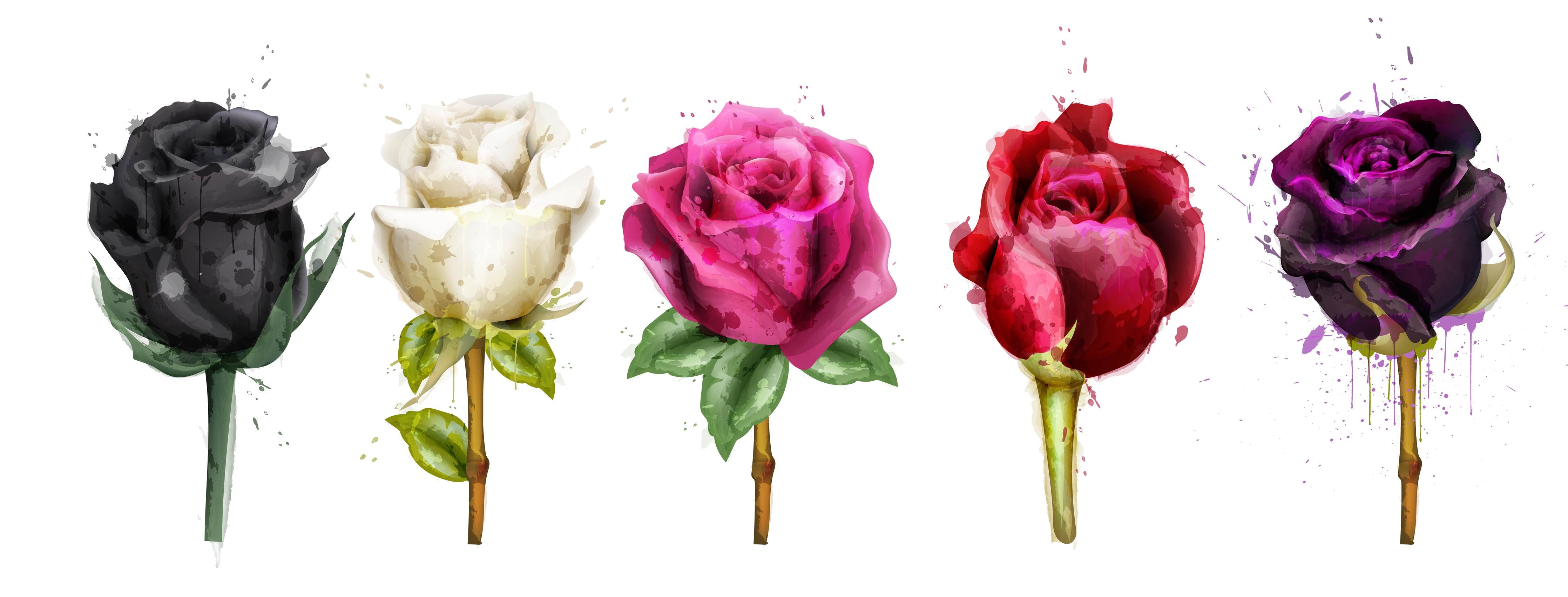 Küchenrückwand-Bunte Rosen Auswahl künstlerischer Druck