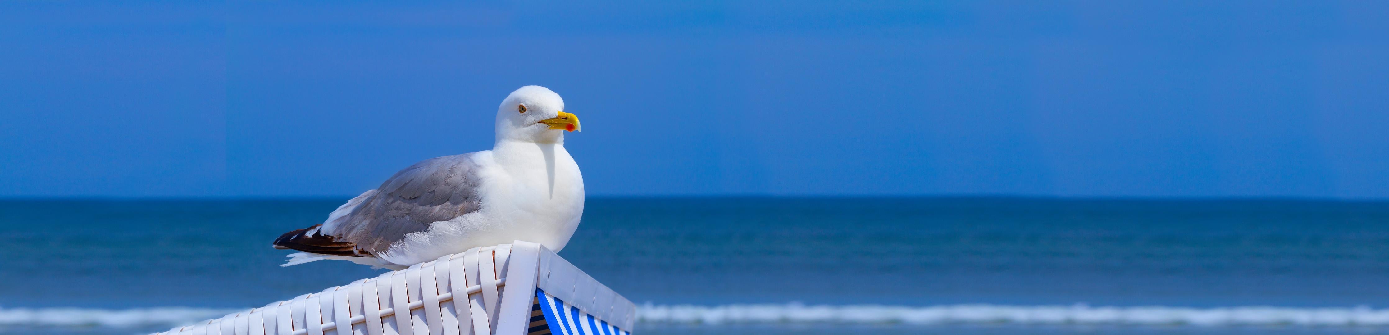 Küchenrückwand-Elegante Möwe am Strand vor blauem Wasser
