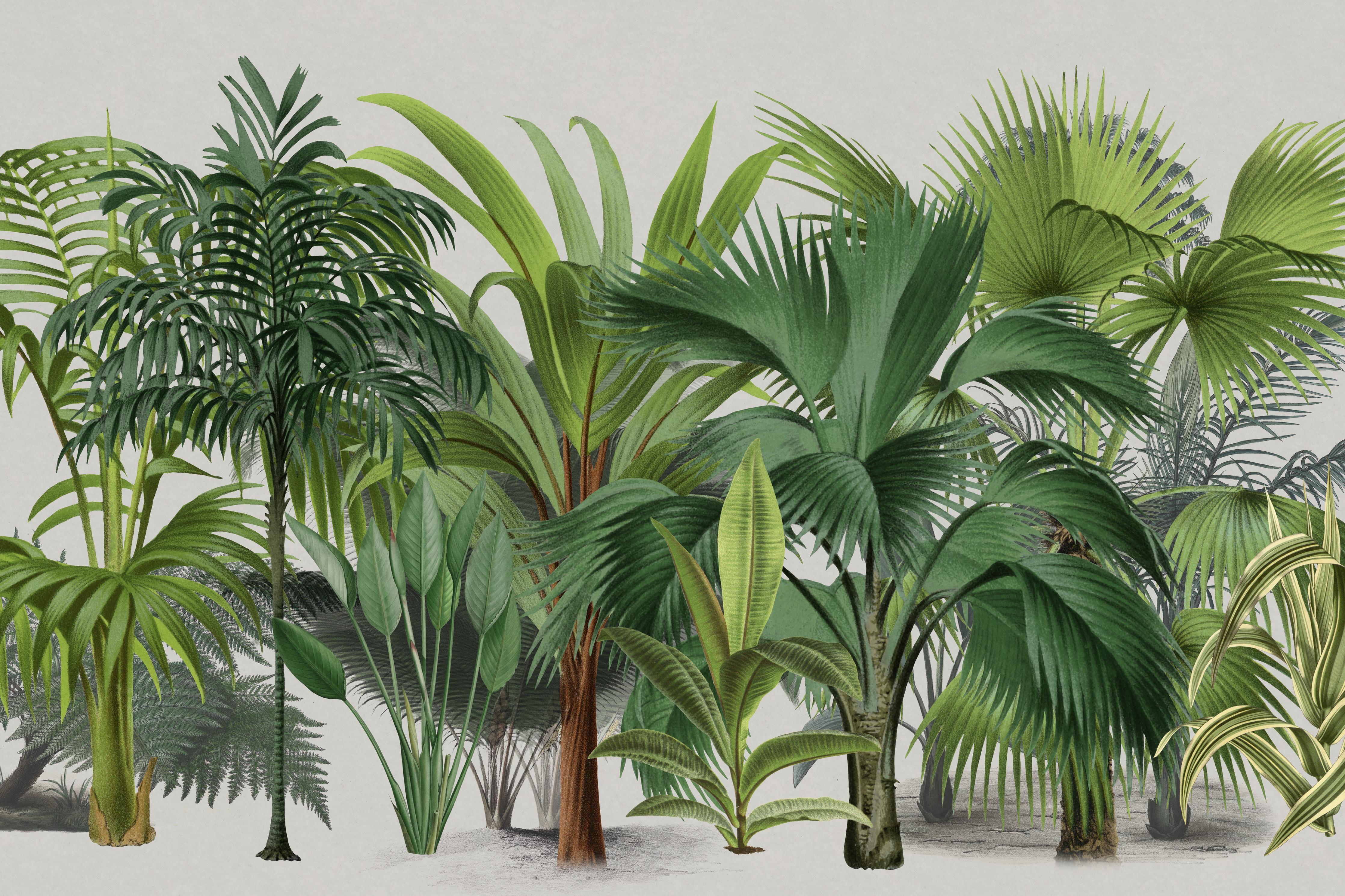 Küchenrückwand-Exotische Bäume