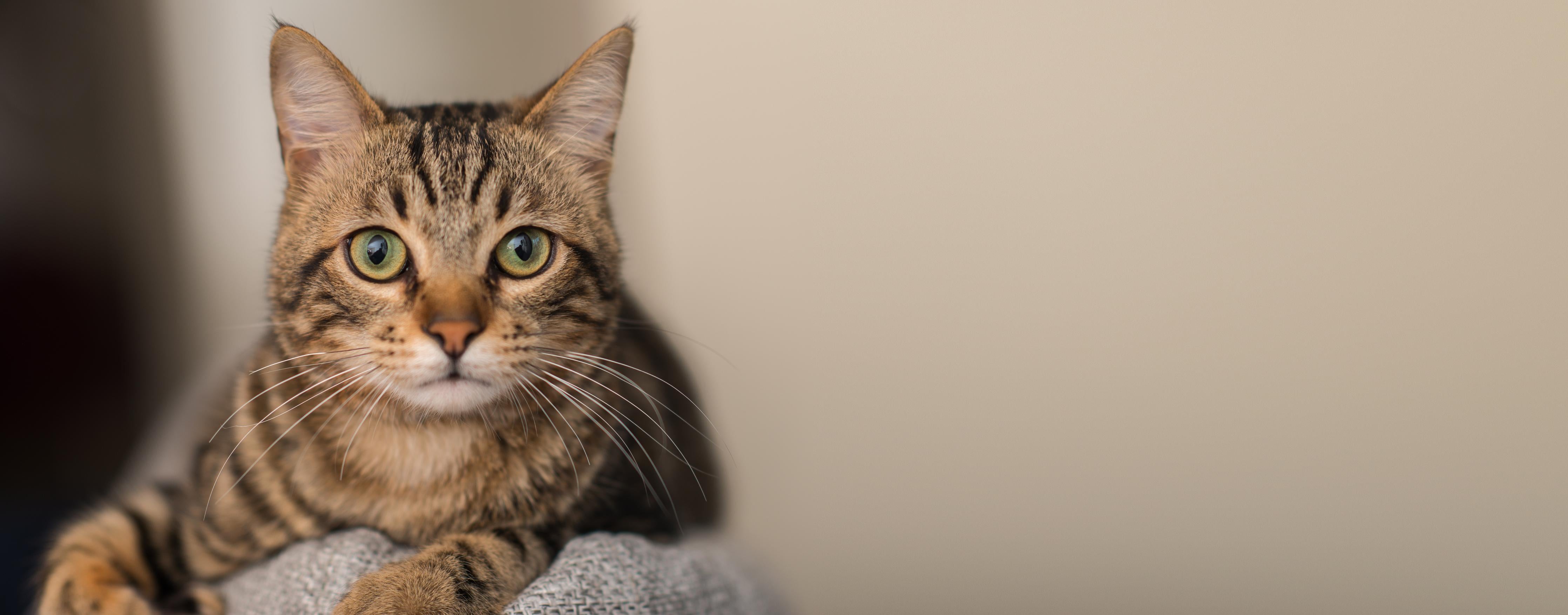 Küchenrückwand-Gelassene Hauskatze Beige-Braun Zuhause