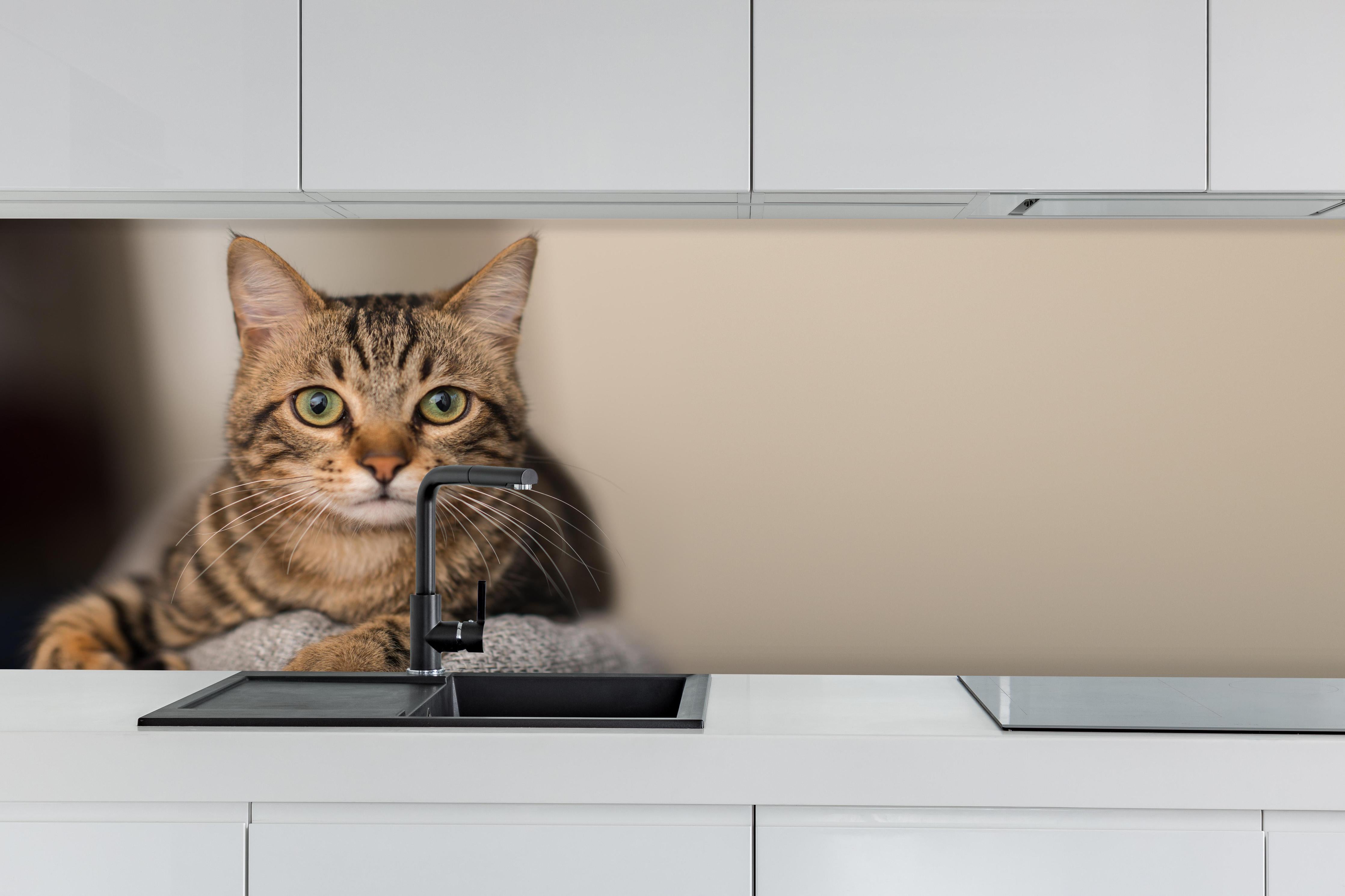 Küche - Gelassene Hauskatze Beige-Braun Zuhause hinter weißen Hochglanz-Küchenregalen und schwarzem Wasserhahn