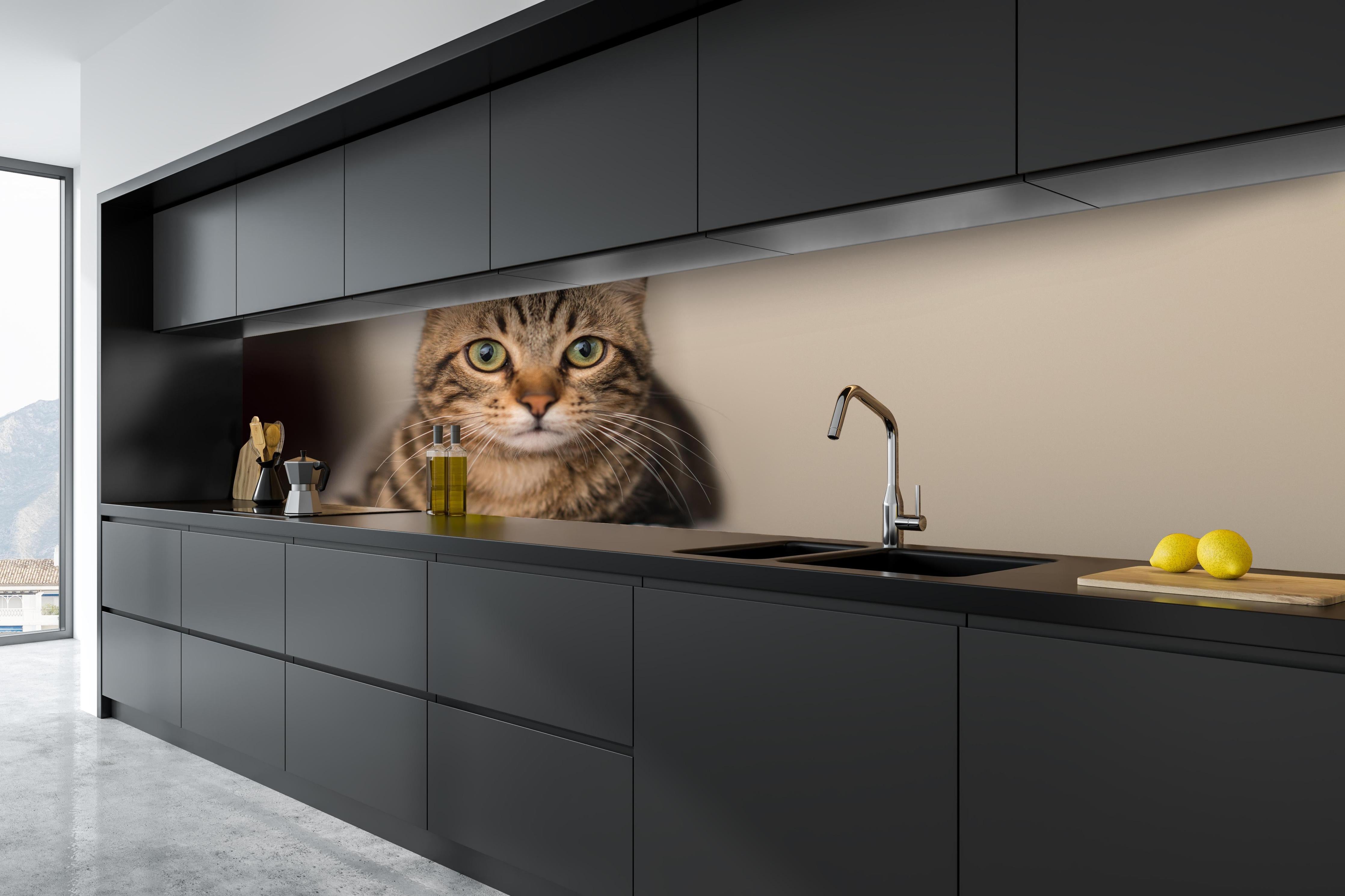 Küche - Gelassene Hauskatze Beige-Braun Zuhause hinter weißen Hochglanz-Küchenregalen und schwarzem Wasserhahn