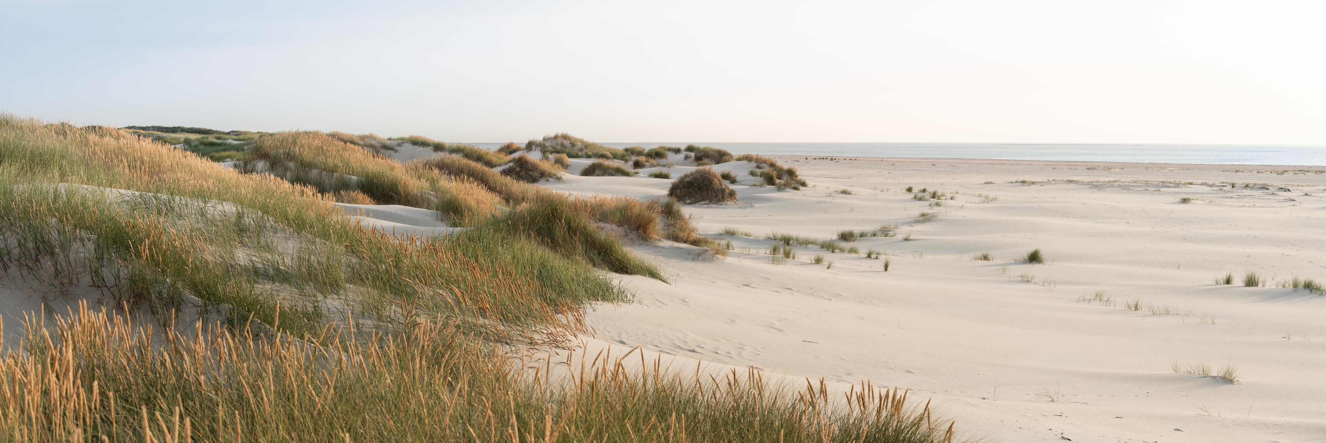 Küchenrückwand-Harmonische Strandlandschaft mit sanften Sanddünen und Strandgräsern