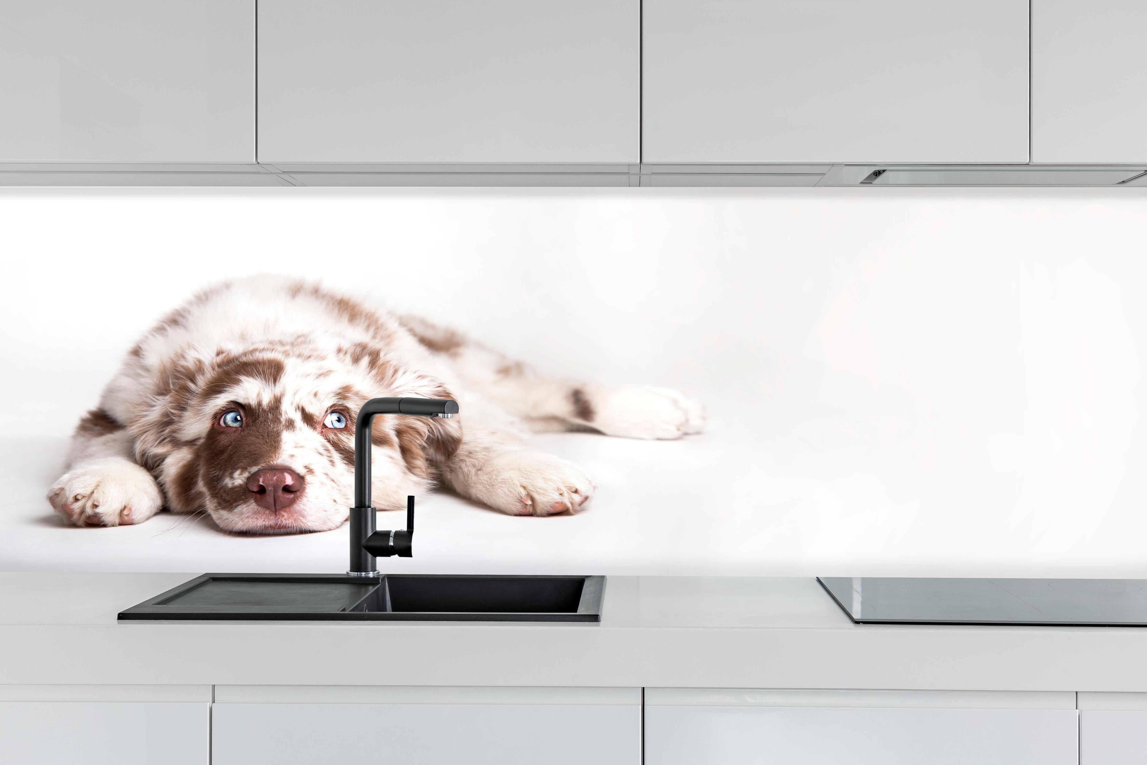 Küche - Hunde Portrait - Australian Shepherd hinter weißen Hochglanz-Küchenregalen und schwarzem Wasserhahn