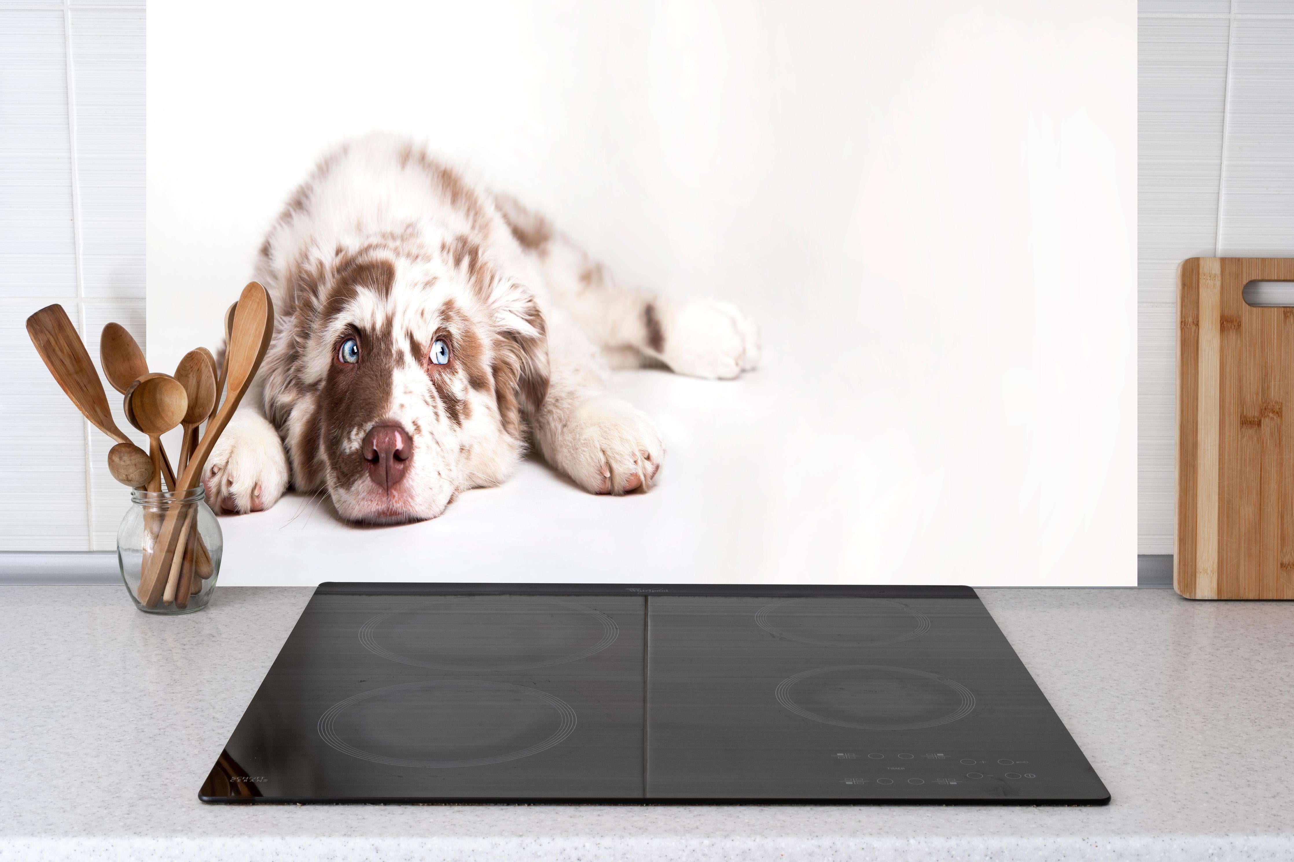 Küche - Hunde Portrait - Australian Shepherd hinter weißen Hochglanz-Küchenregalen und schwarzem Wasserhahn