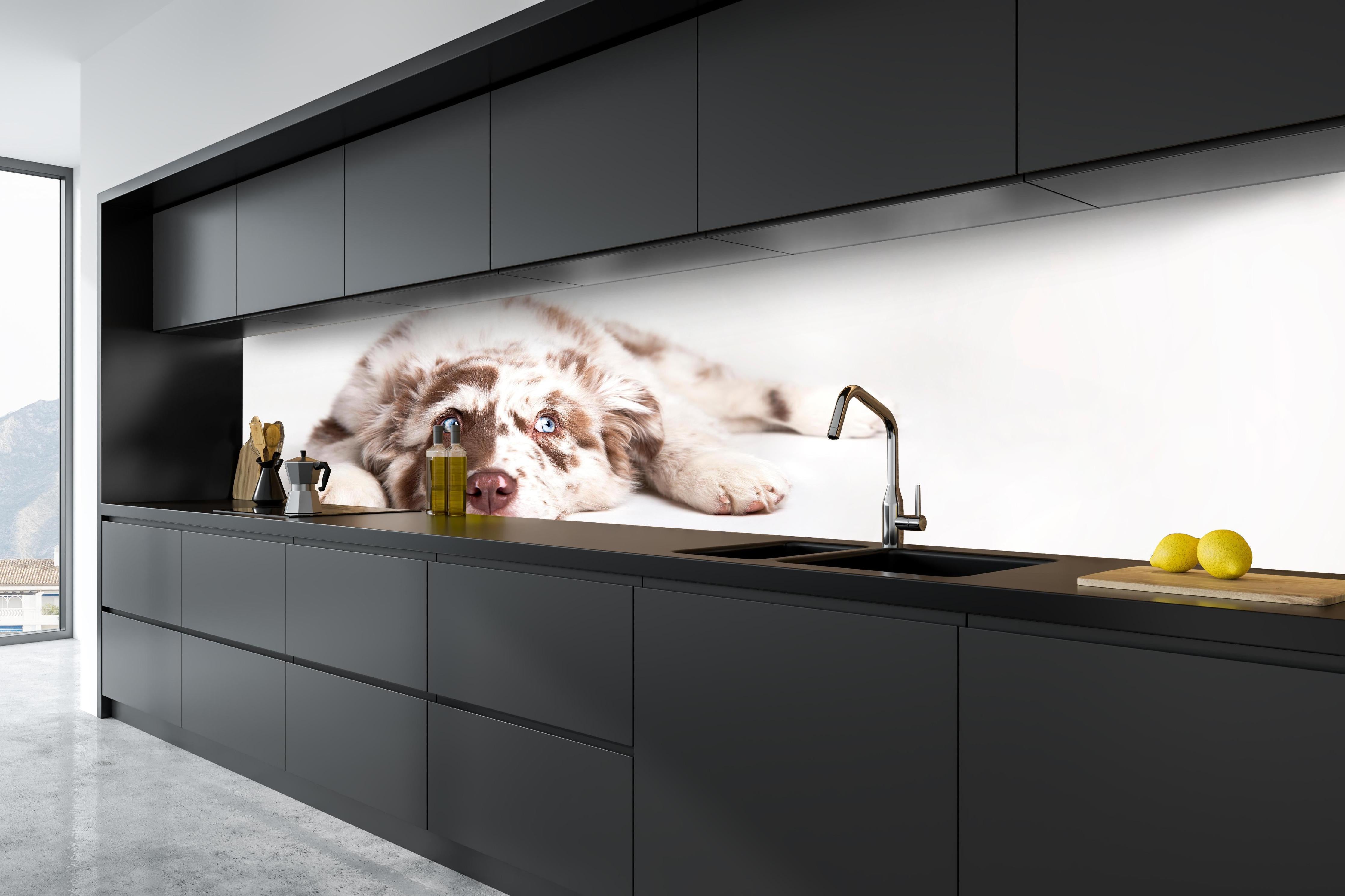 Küche - Hunde Portrait - Australian Shepherd hinter weißen Hochglanz-Küchenregalen und schwarzem Wasserhahn