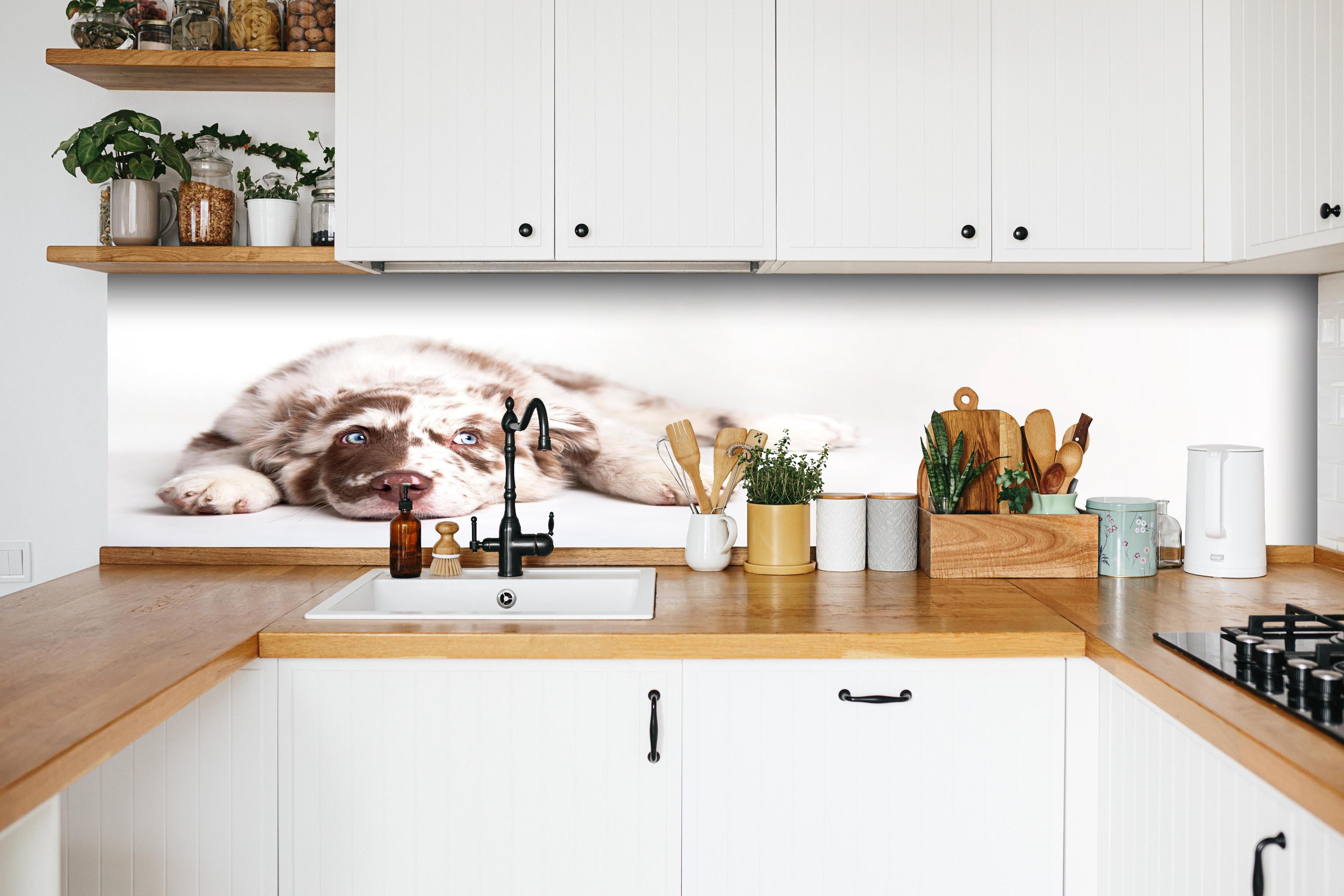 Küche - Hunde Portrait - Australian Shepherd hinter weißen Hochglanz-Küchenregalen und schwarzem Wasserhahn