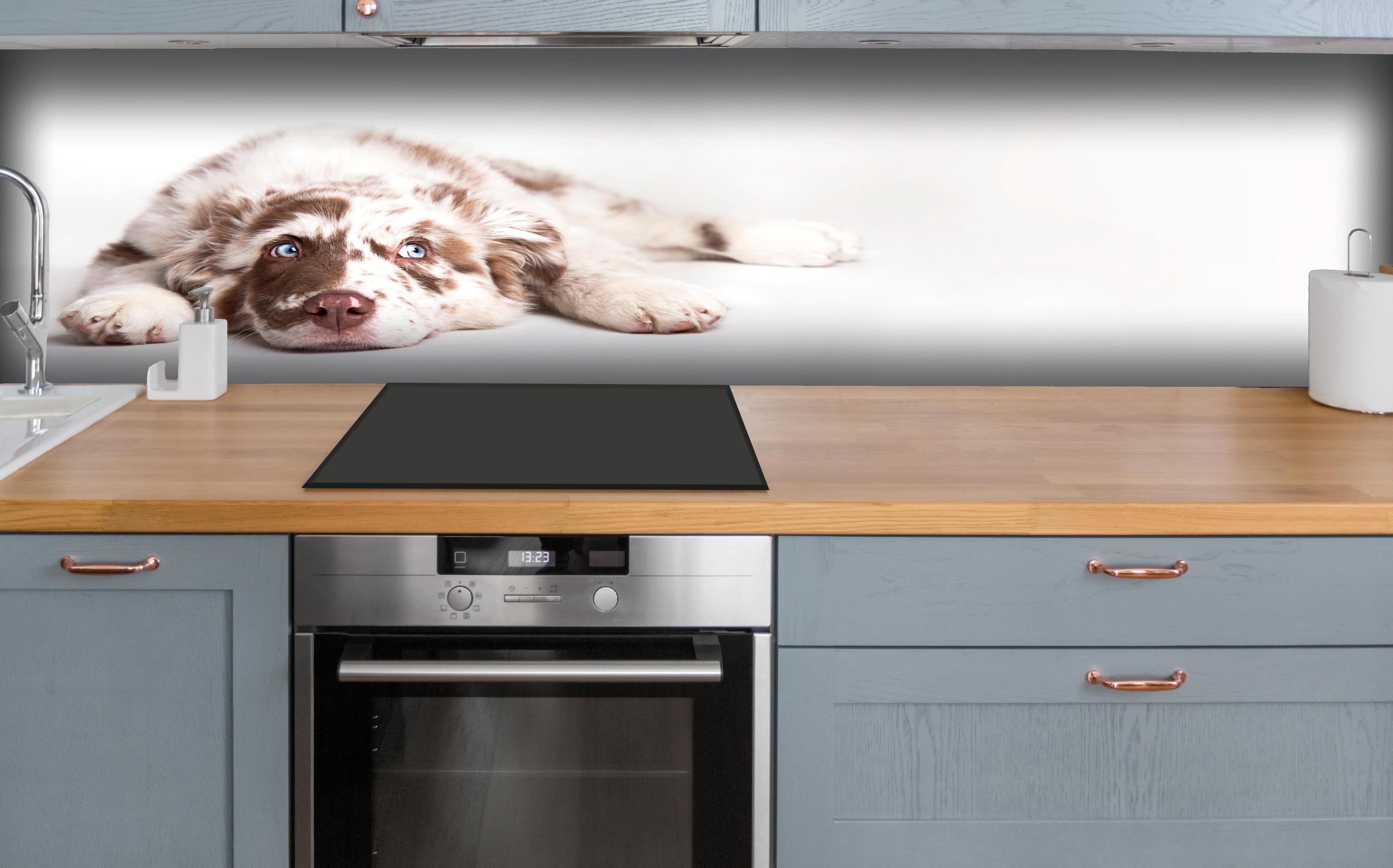 Küche - Hunde Portrait - Australian Shepherd hinter weißen Hochglanz-Küchenregalen und schwarzem Wasserhahn