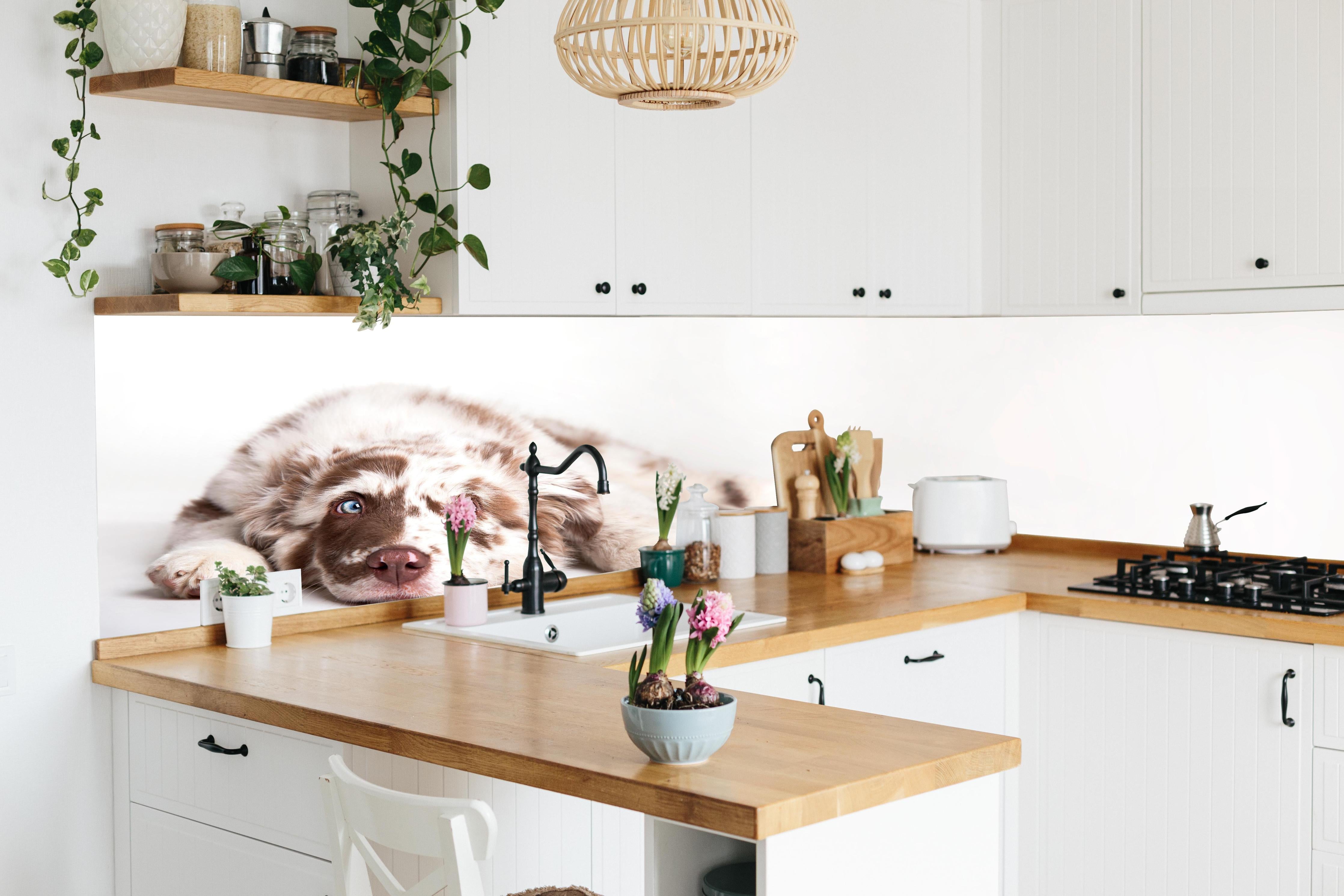 Küche - Hunde Portrait - Australian Shepherd hinter weißen Hochglanz-Küchenregalen und schwarzem Wasserhahn