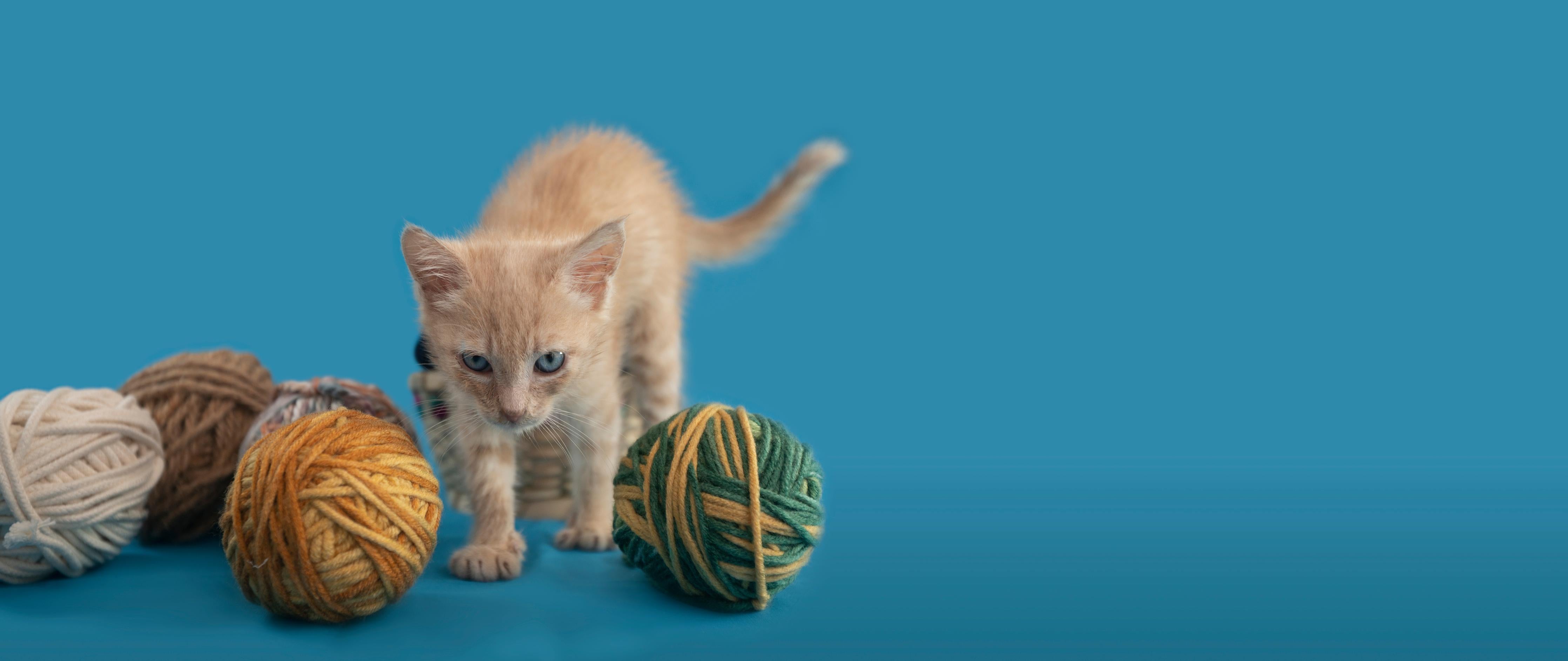 Küchenrückwand-Katzenbaby spielt mit Wollknollen