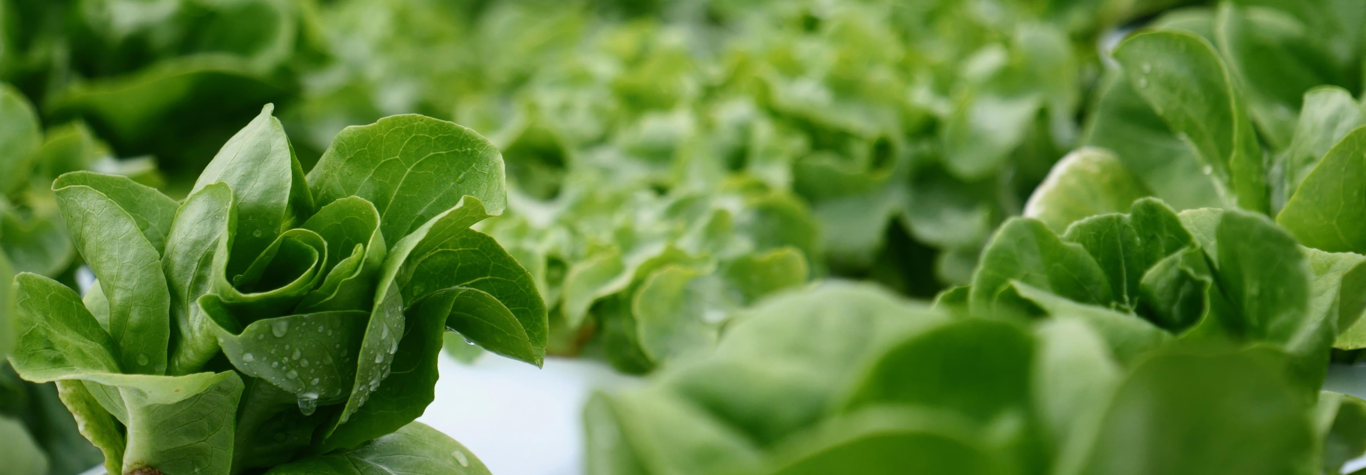 Küchenrückwand-Frische Grüne Salatblätter