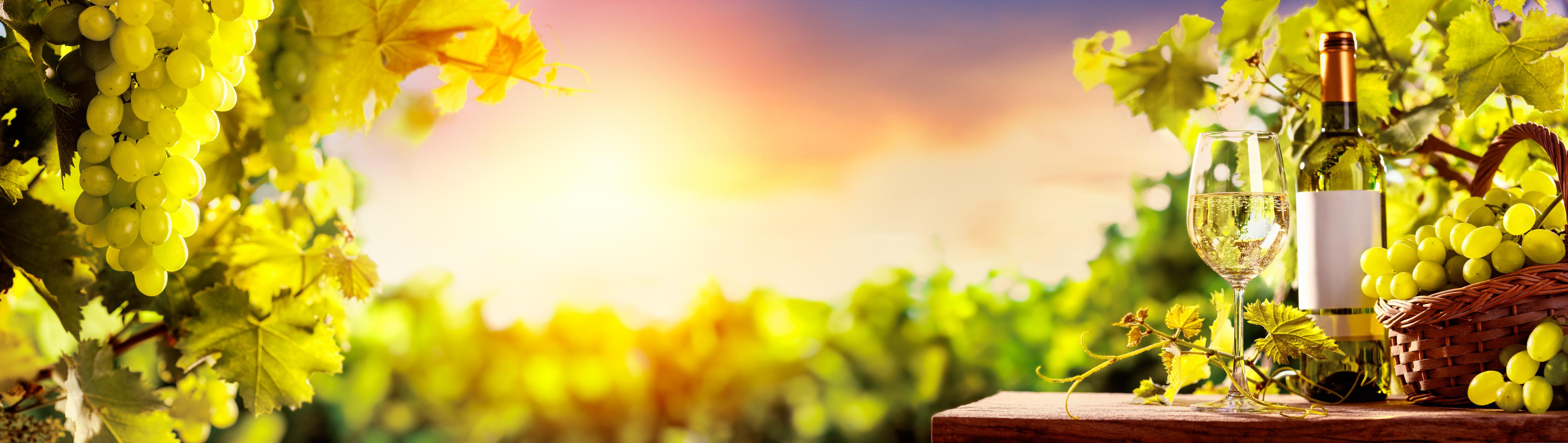 Küchenrückwand-Goldgrüner Weinberg bei Sonnenuntergang