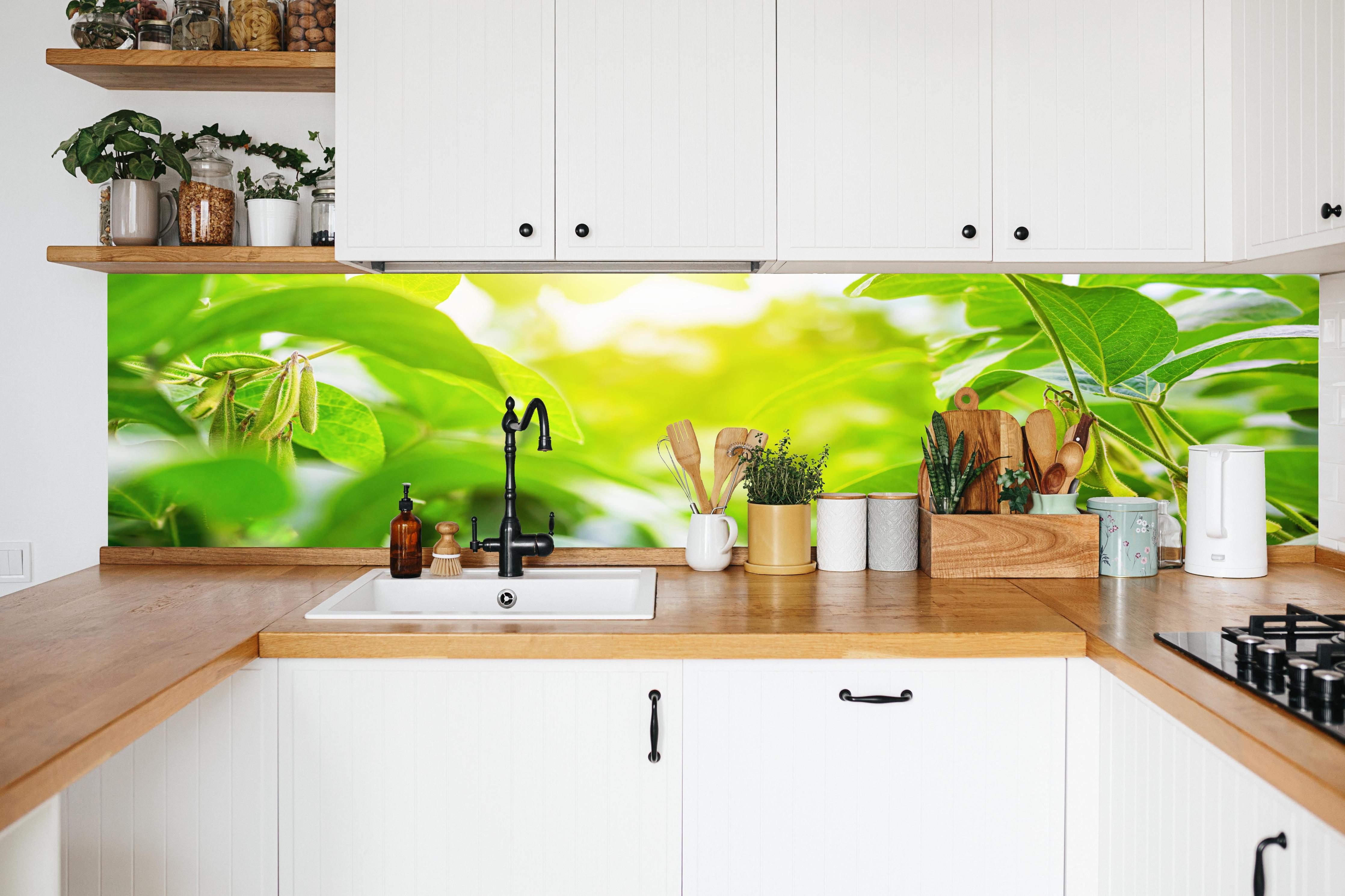 Küche - Grüne Kräuterpflanze im Sonnenlicht in weißer Küche hinter Gewürzen und Kochlöffeln aus Holz