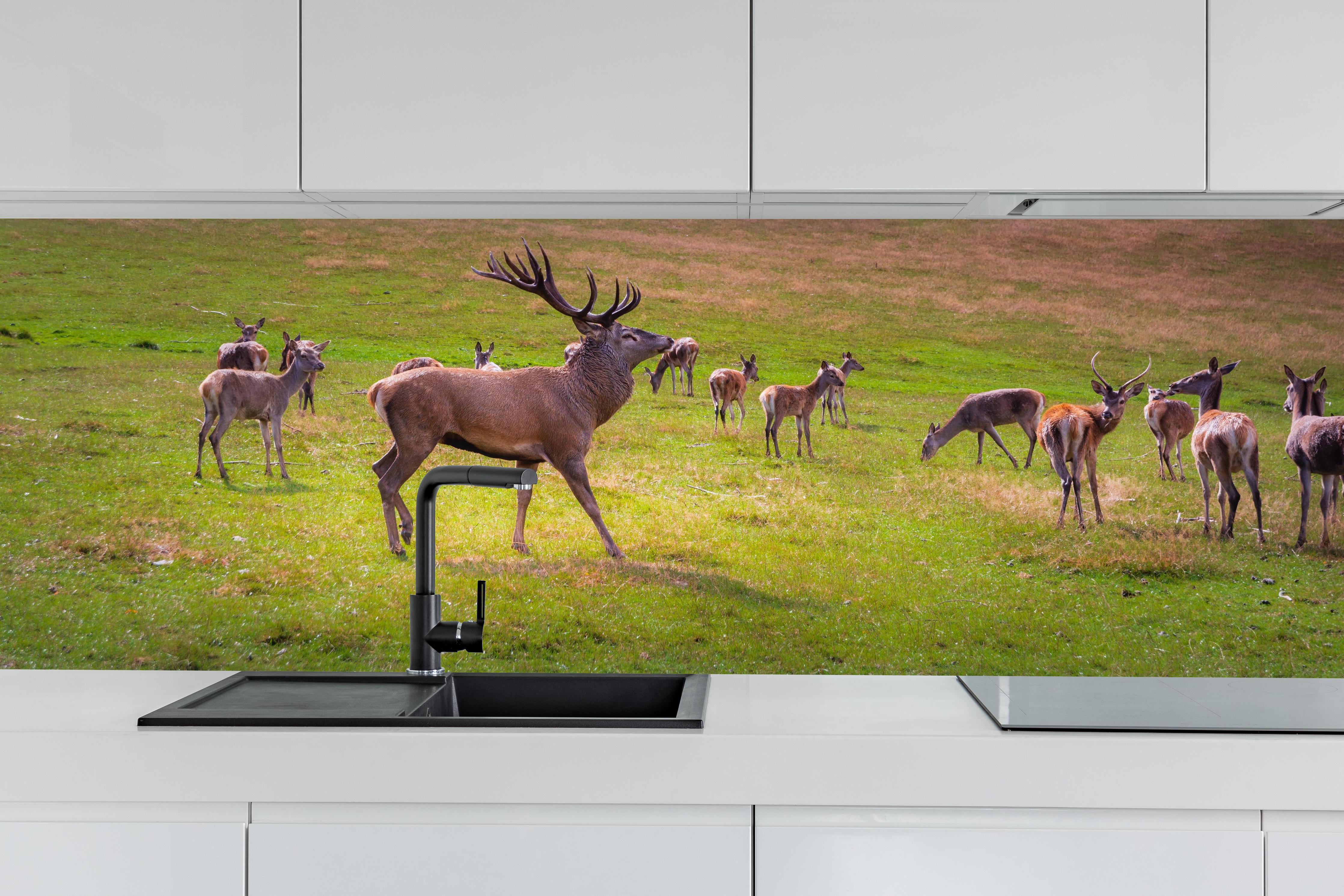 Küche - Hirschrudel auf grüner Wiese hinter weißen Hochglanz-Küchenregalen und schwarzem Wasserhahn